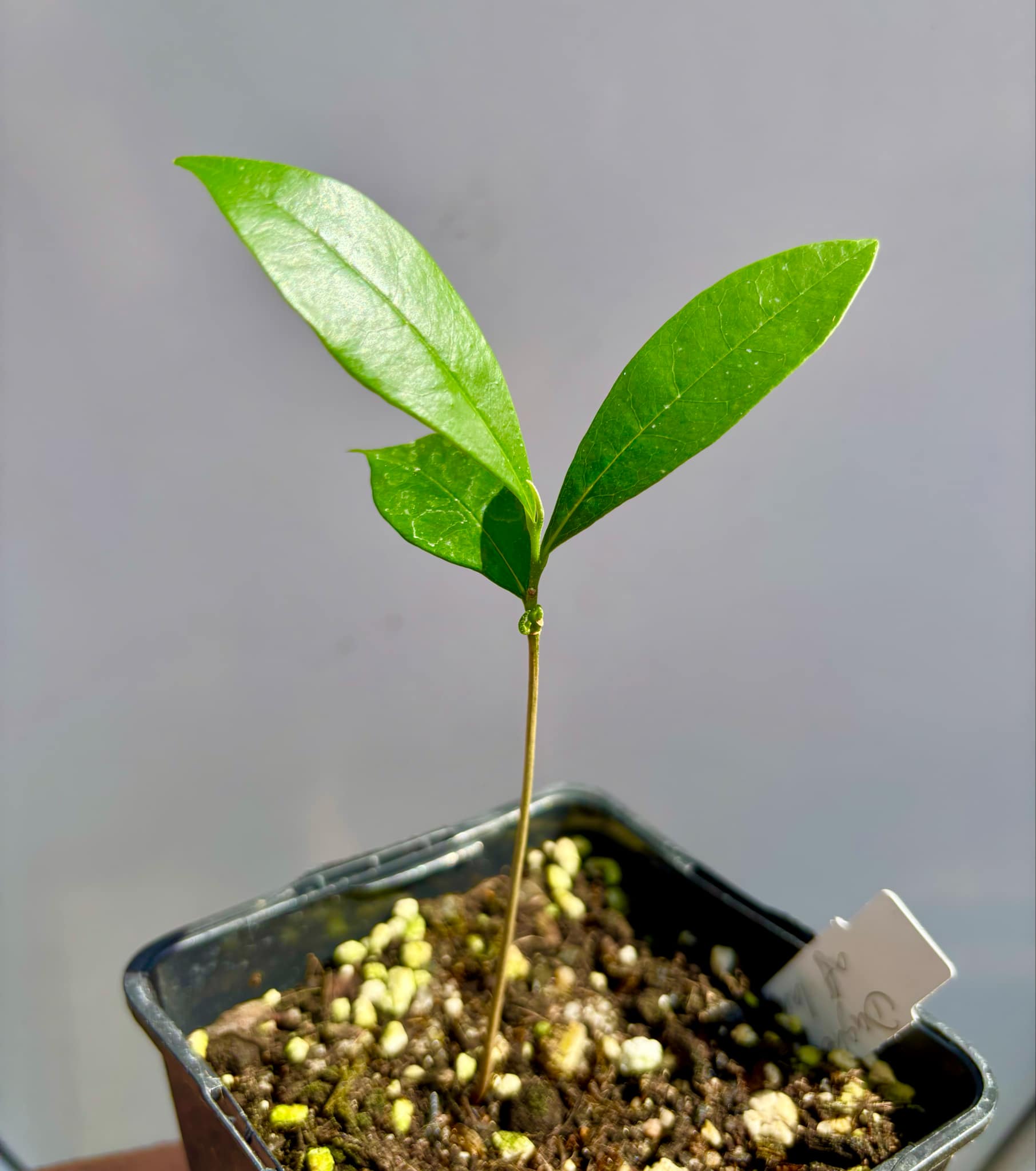 Duguetia aff. lanceolata - Pindauva Roxa -   1 potted plant / 1 getopfte Pflanze 