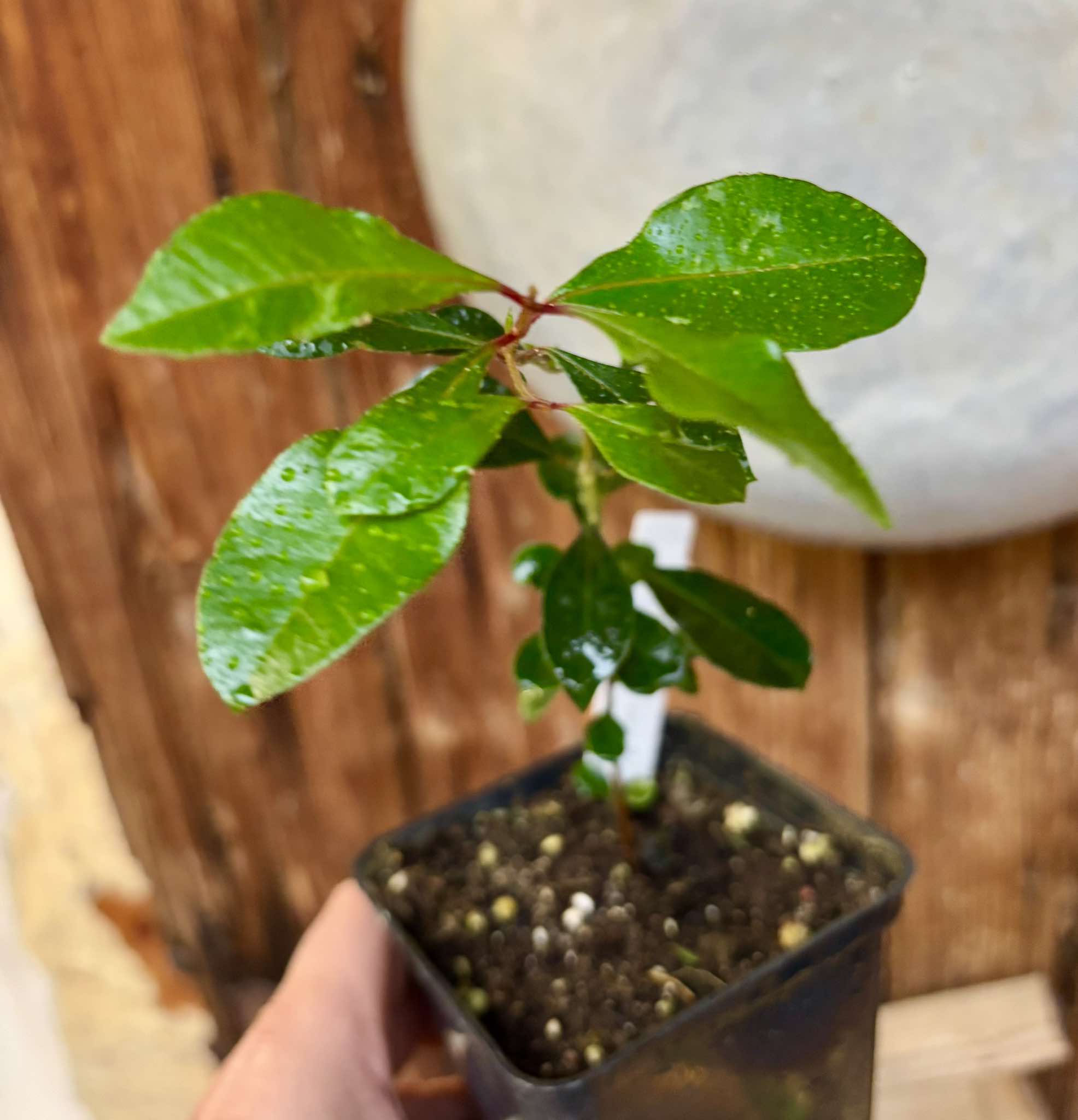 Syzygium oleosum - Blue Lilly Pilly - 1 small potted seedling / 1 kleiner, getopfter Sämling