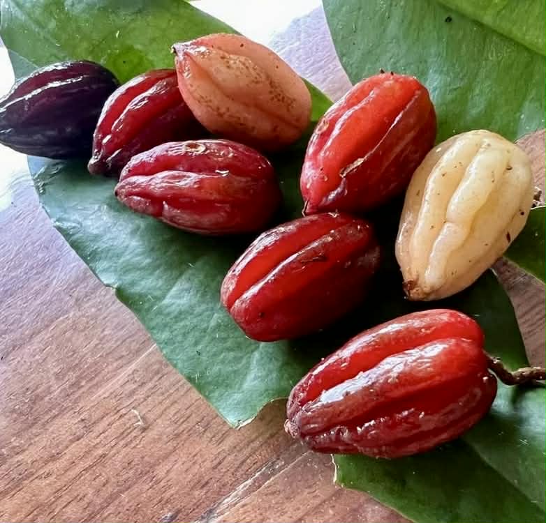 Pre Order - Eugenia sp Pitanguinha roxo escuro -  1 fresh seed / 1 frischer Samen