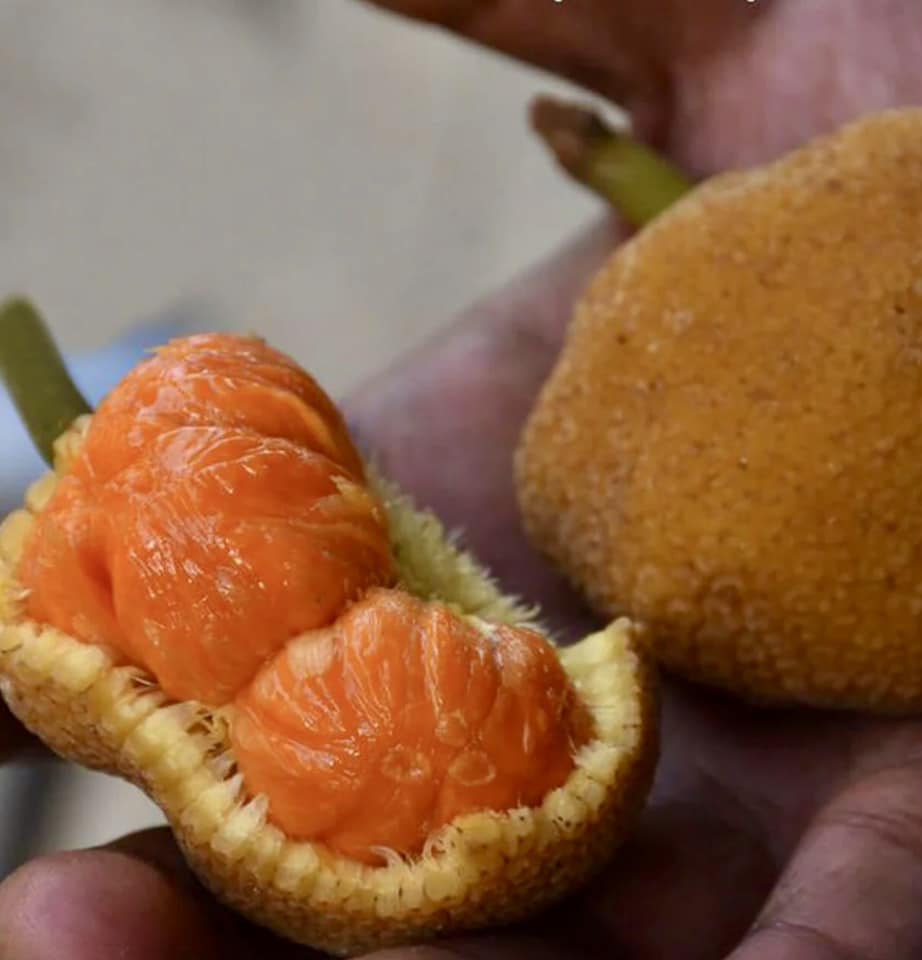 Pre Order - Bondon (Artocarpus brevipedunculatus) - 1 fresh seed / 1 frischer Samen