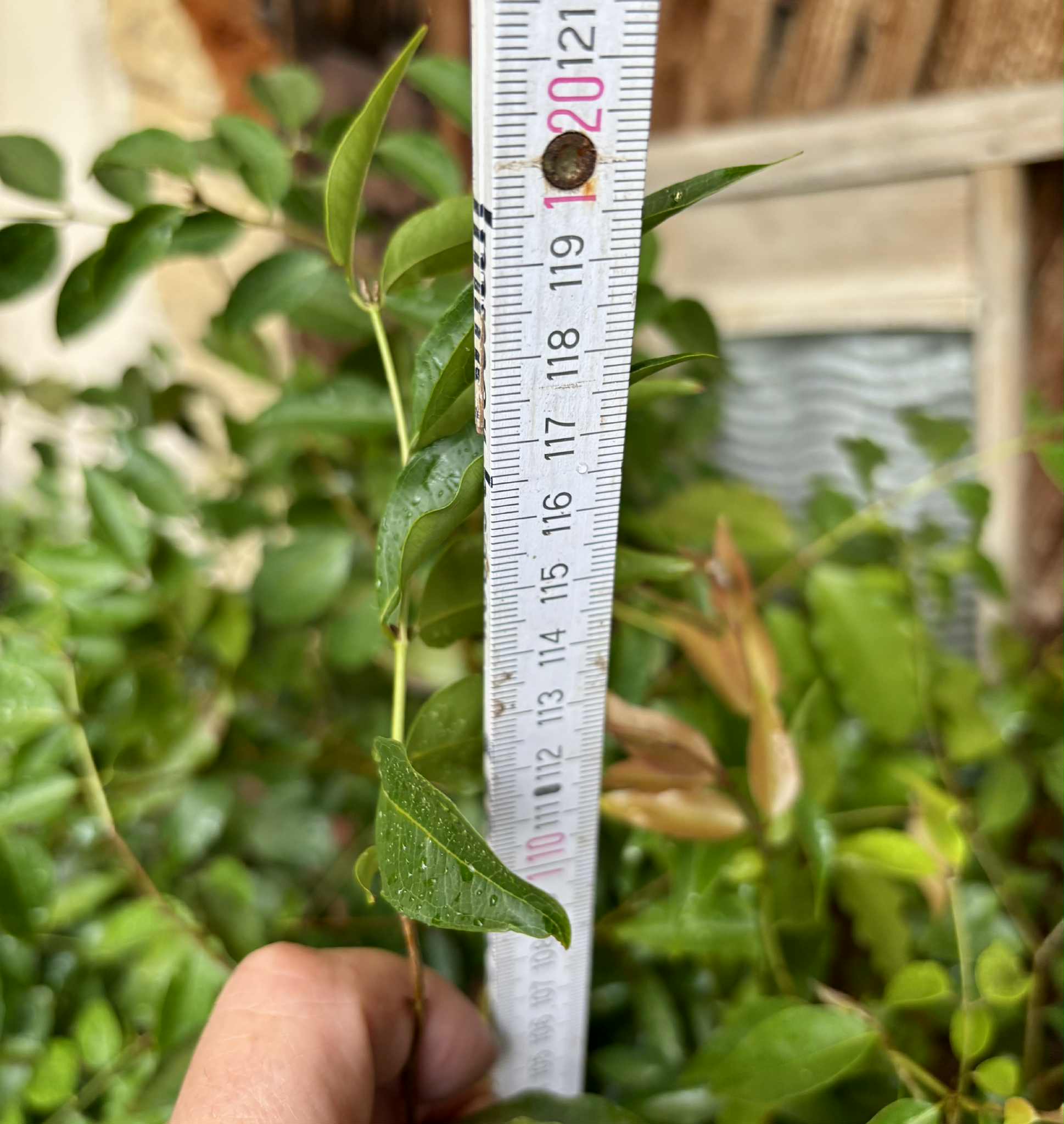 7+ years old - Jaboticaba Navel Costada (Plinia sp Navel Costada)  - 1 potted plant / 1 getopfte Pflanze