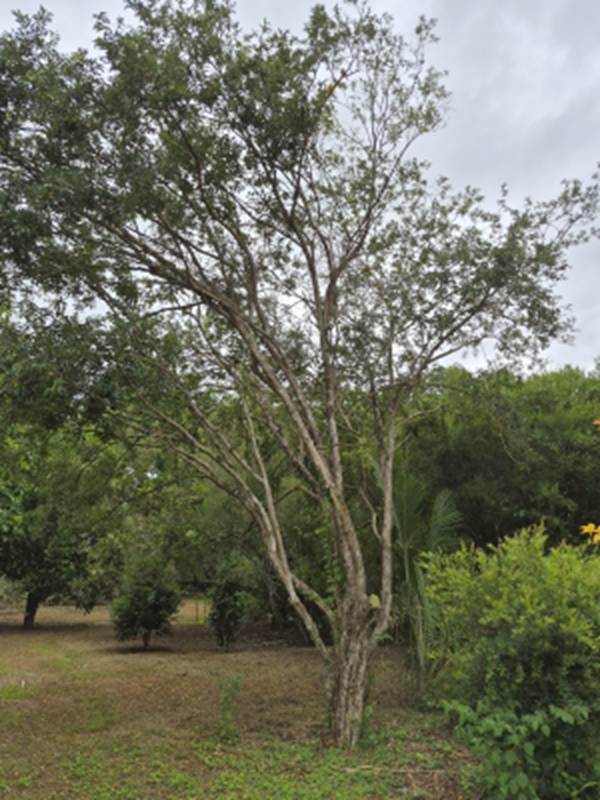 Campomanesia eugenioides - Rare exotic plant - Seltene exotische Pflanze