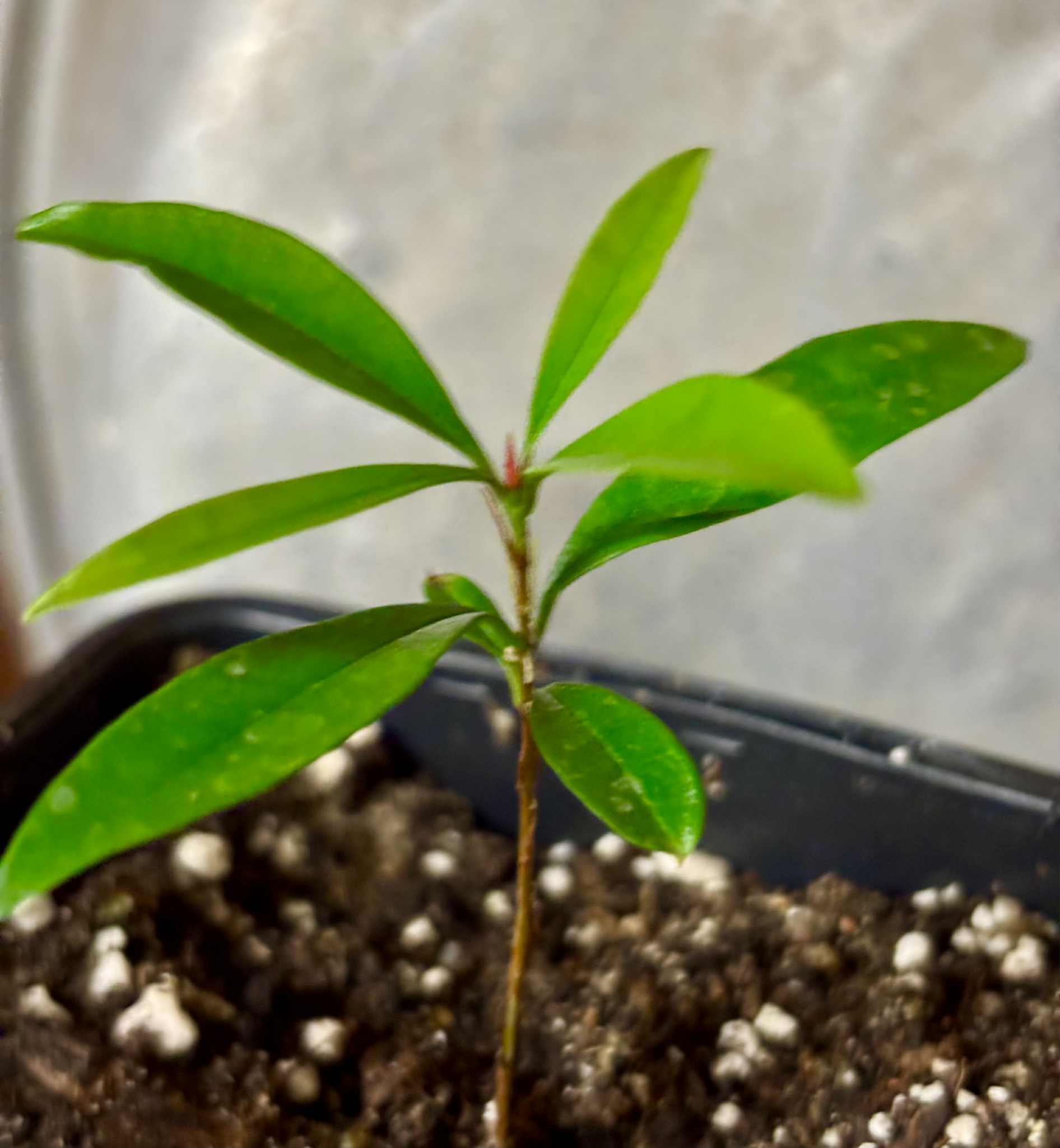 Eugenia sp Itacare vermelha -  1 potted seedling / 1 getopfter Sämling