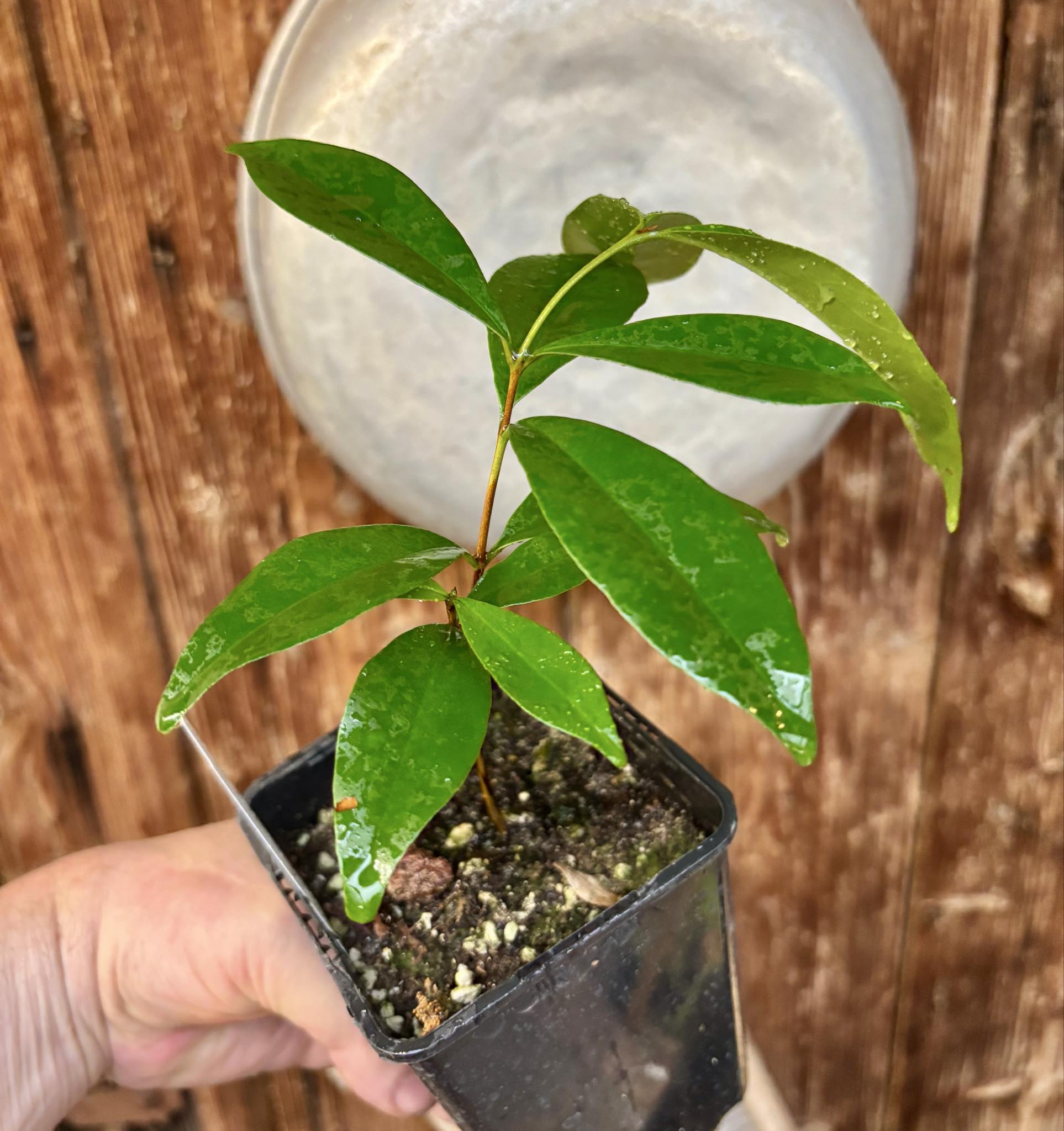 Cereja Grande da Bahia (Eugenia sp) - 1 potted plant / 1 getopfte Pflanze Cereja Grande da Bahia (Eugenia sp) - 1 potted plant / 1 getopfte Pflanze