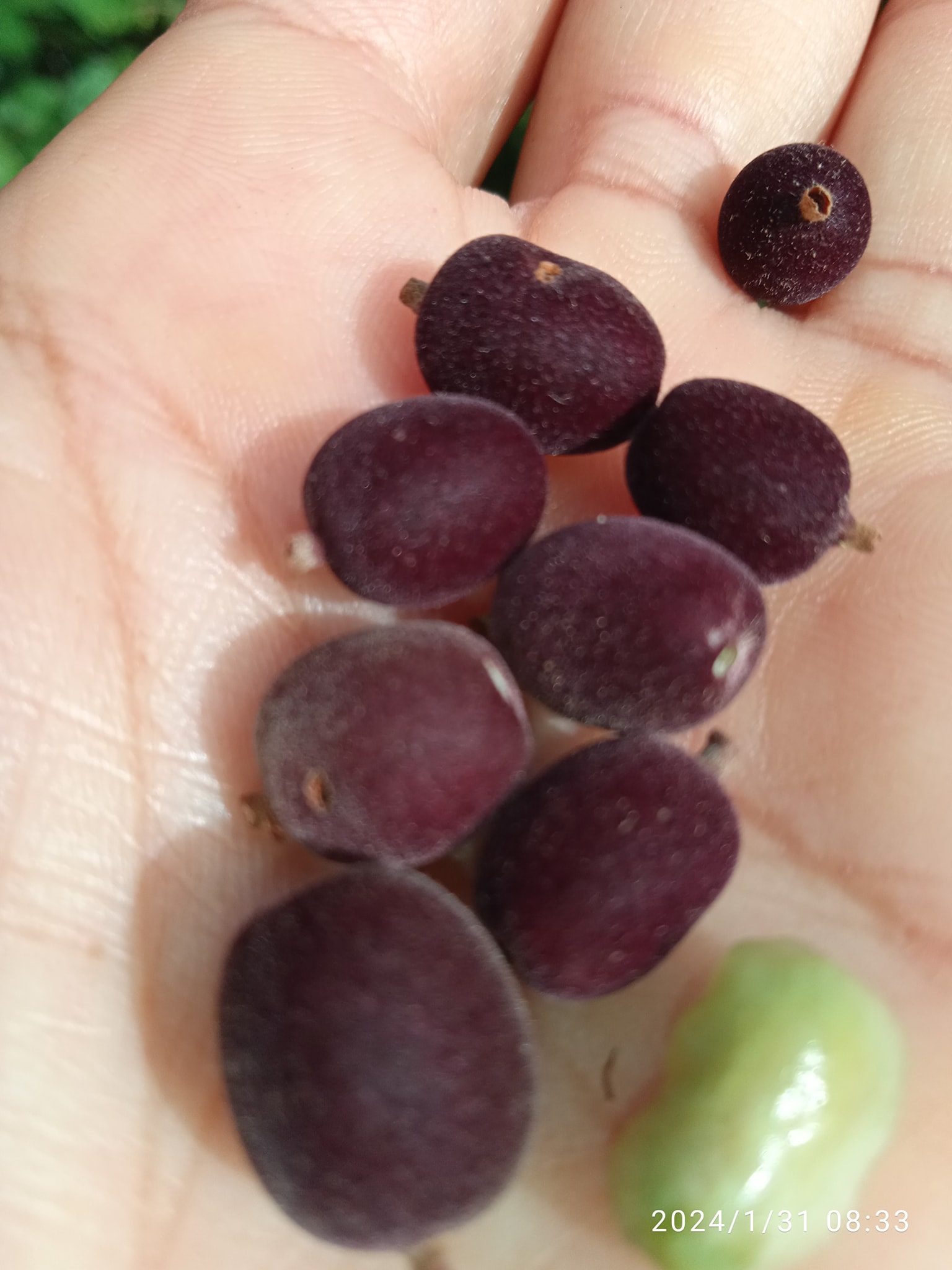 Guettarda uruguayensis - Veludinho- 1 fresh seed / 1 frischer Samen