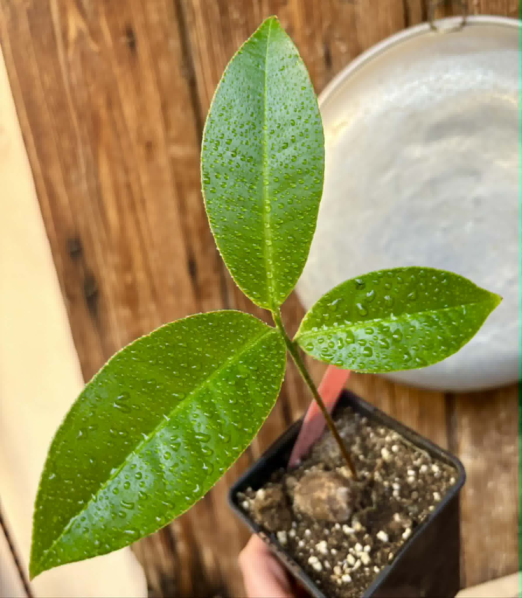 Eugenia sp Terebinthina - 1 potted seedling / 1 getopfter Sämling