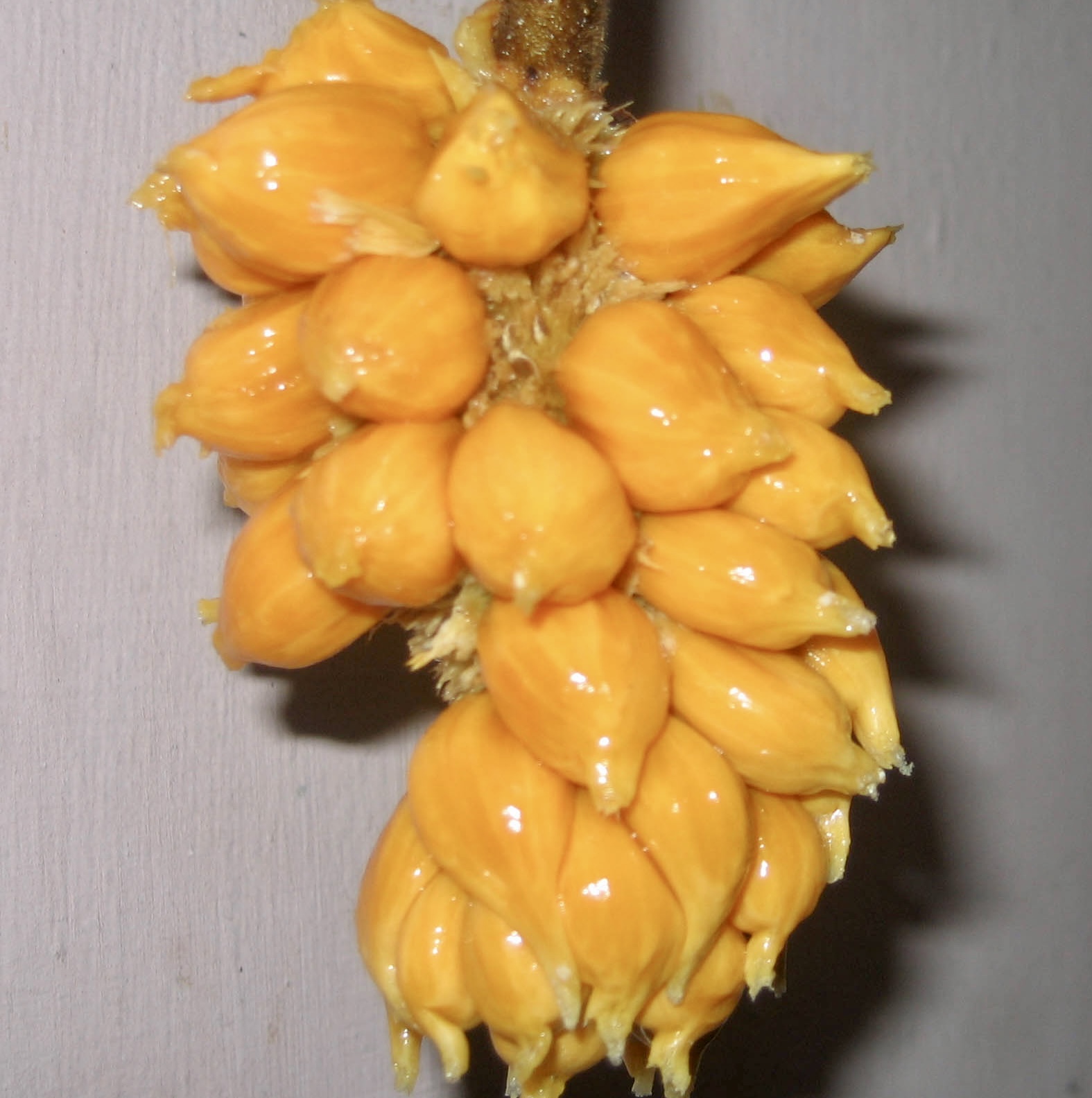 Artocarpus hirsutus  -  1 fresh seed / 1 frischer Samen