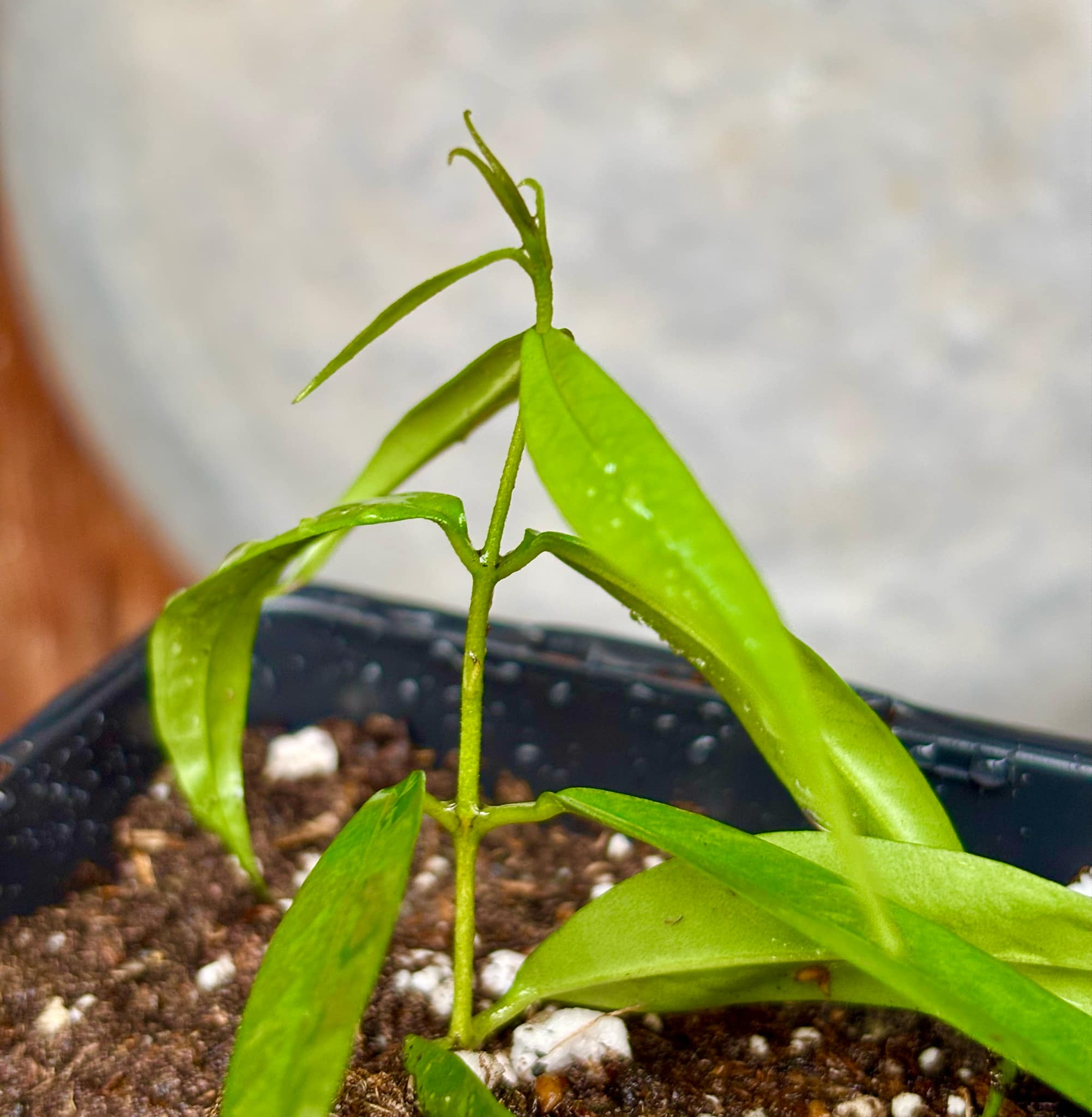 Eugenia sp sect racemosa - rooted cutting -  1 potted plant / 1 getopfte Pflanze