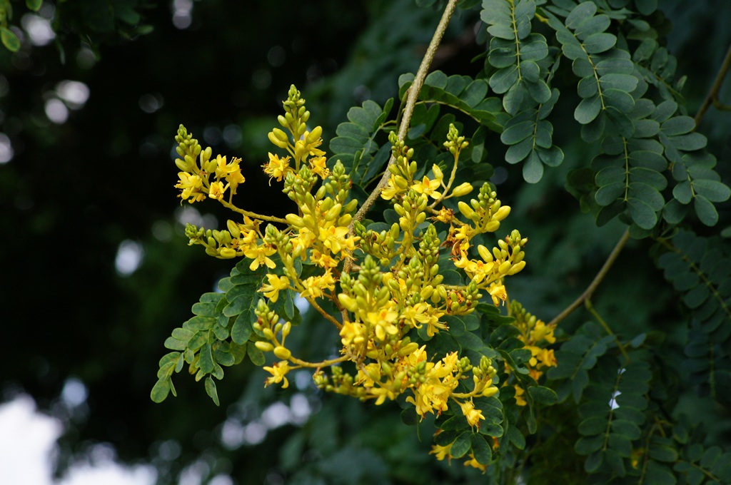 Libidibia ferrea / Brazilian Pau Ferro (Ironwood) -  1 potted plant / 1 getopfte Pflanze