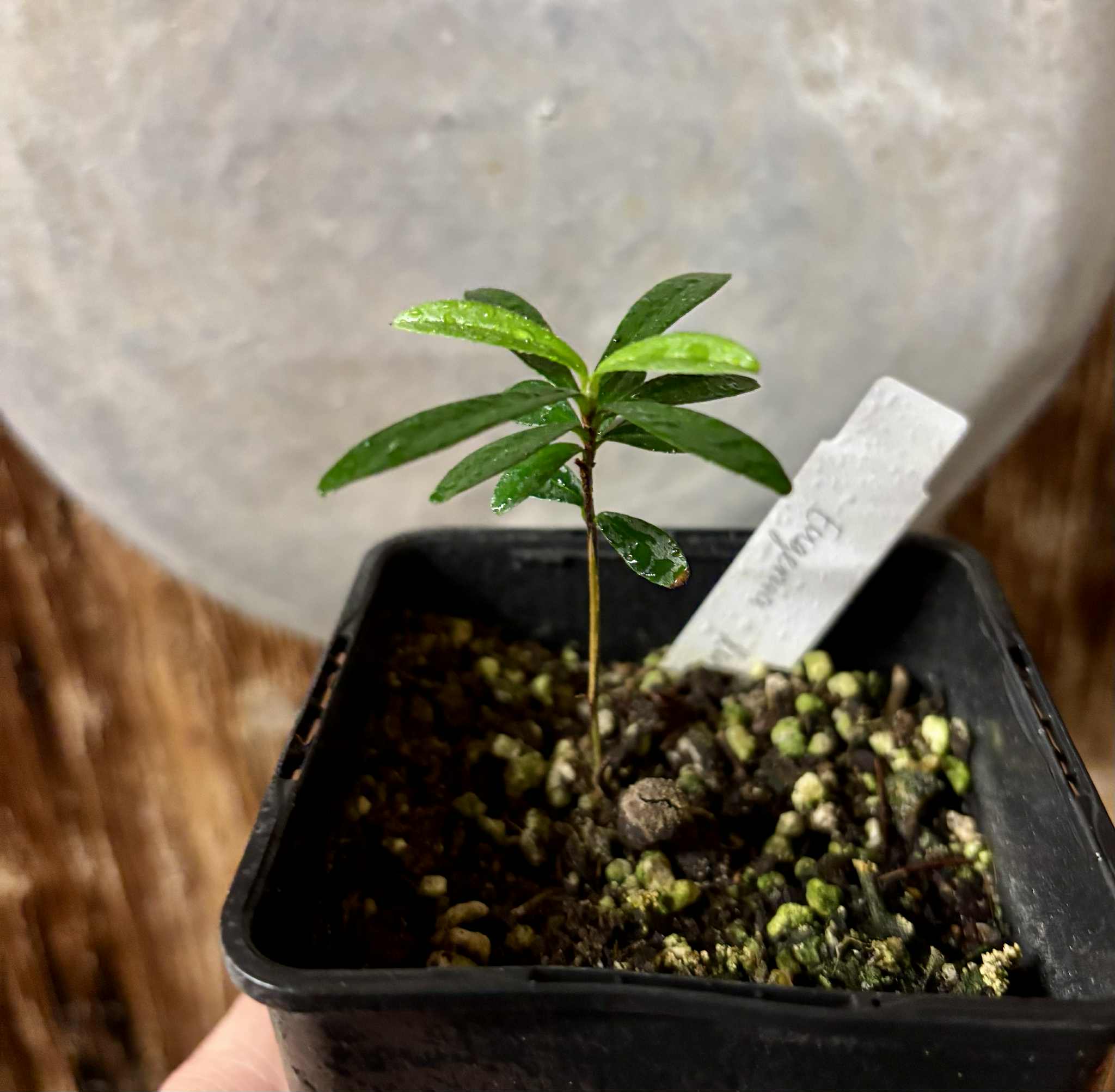 Pitomba (Eugenia luschnathiana) - 1 potted plant / 1 getopfte Pflanze