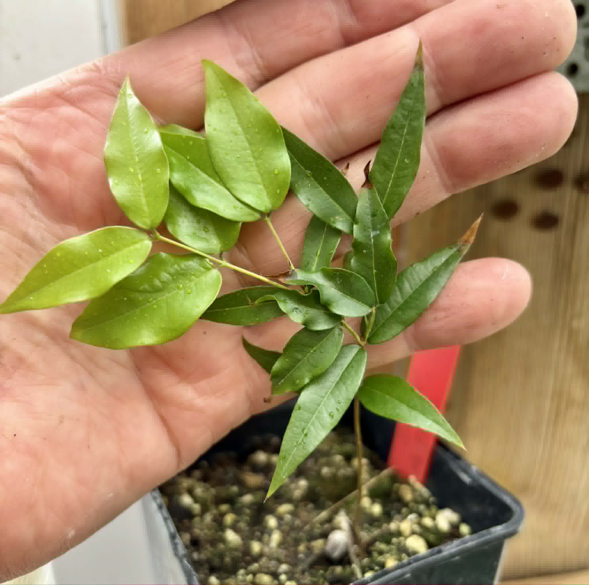 Plinia sp. do Frade - 1 potted seedling / 1 getopfter Sämling
