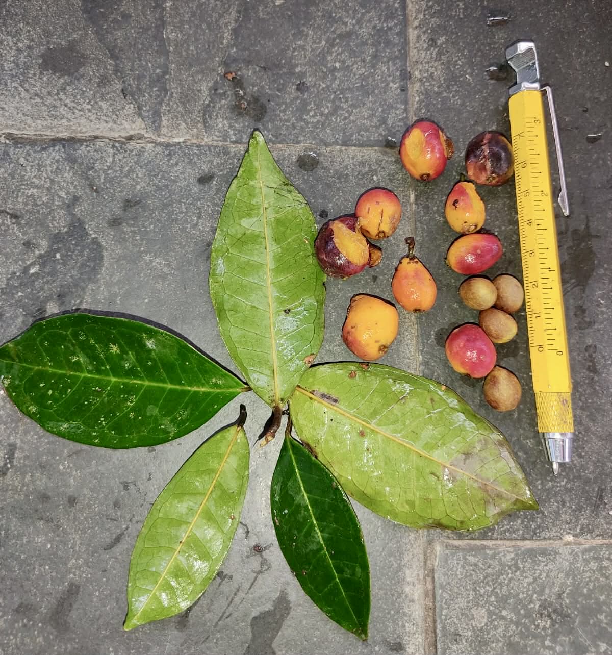 only 1 available - Eugenia sp Cajazinho -  1 potted seedling / 1 getopfter Sämling