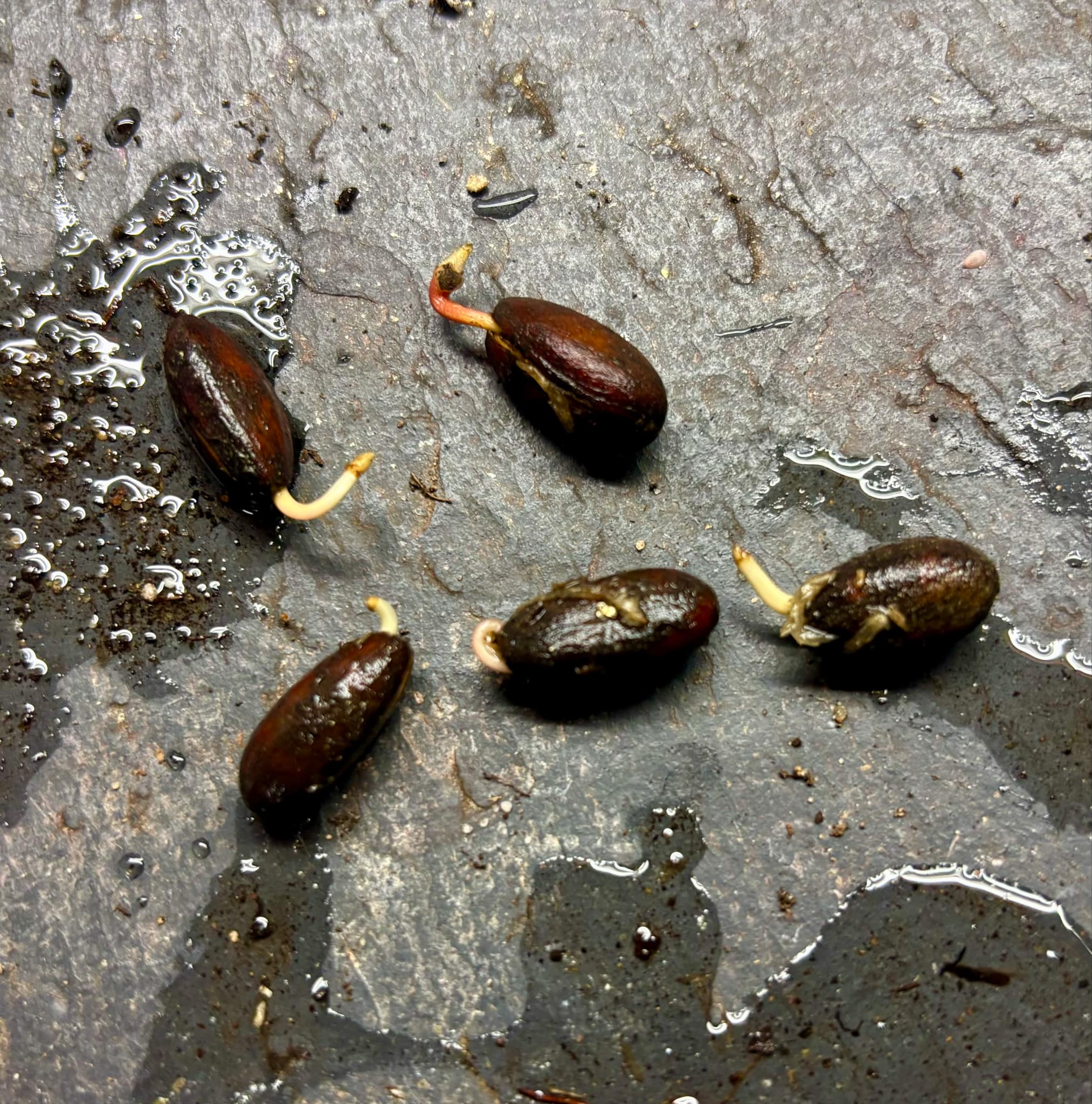 Duguetia cf vallicola  - 1 germinated seed / 1 gekeimter Samen