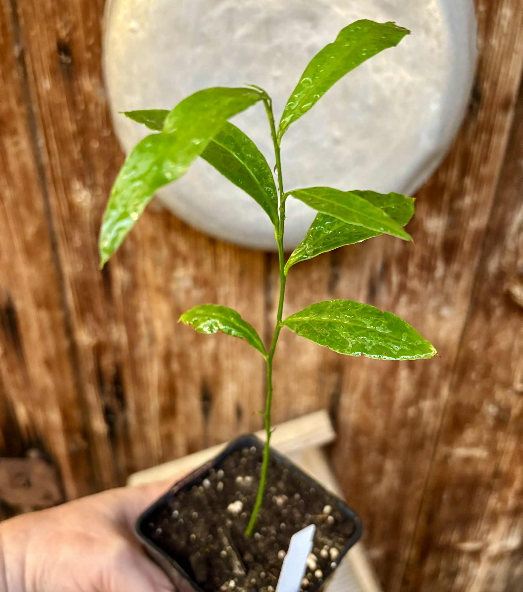 Ximenia americana - Ameixa da Caatinga - 1 potted seedling / 1 getopfter Sämling