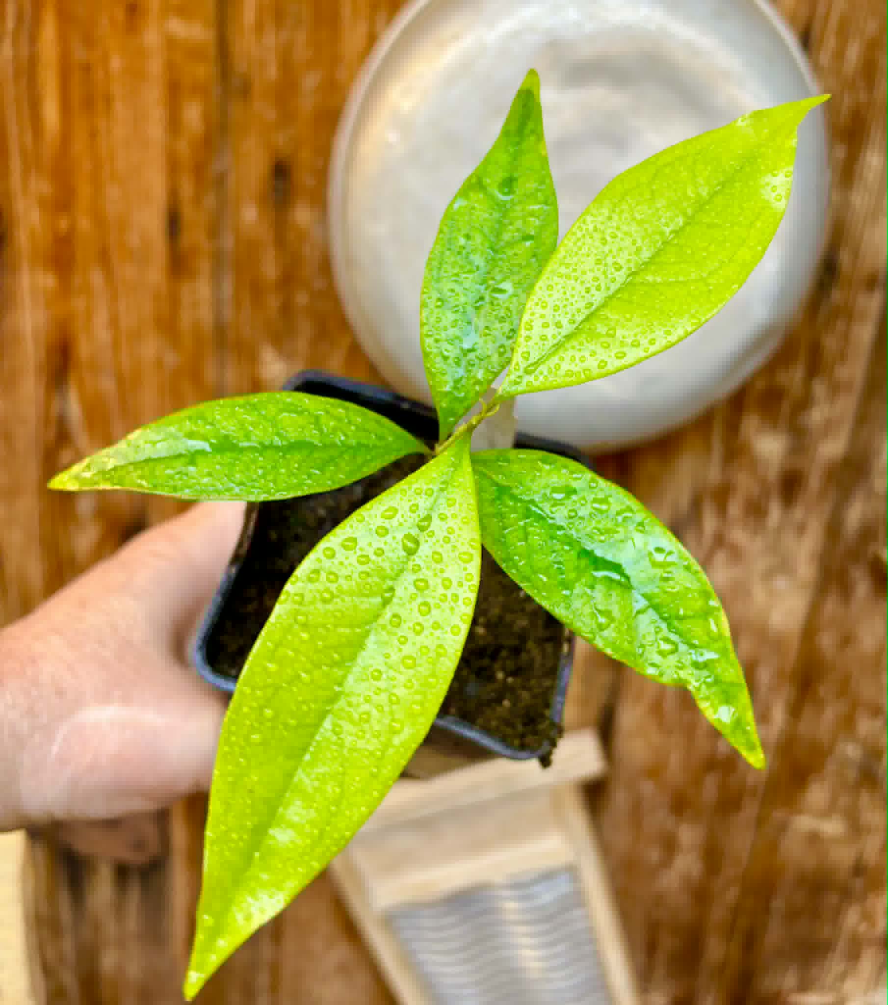 Eugenia sp Vinacea - 1 potted seedling / 1 getopfter Sämling