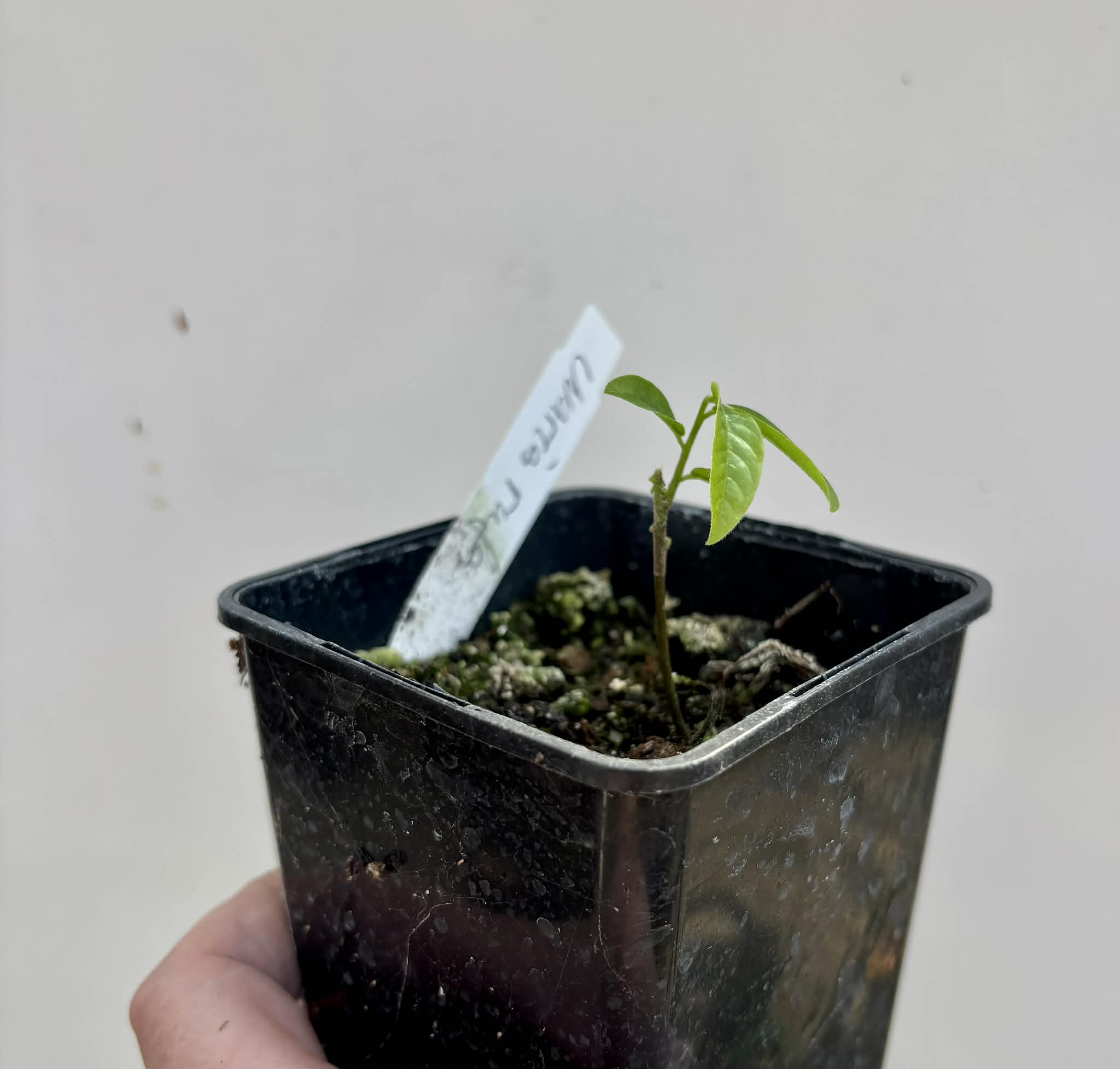 Uvaria rufa -  1 potted seedling / 1 getopfter Sämling