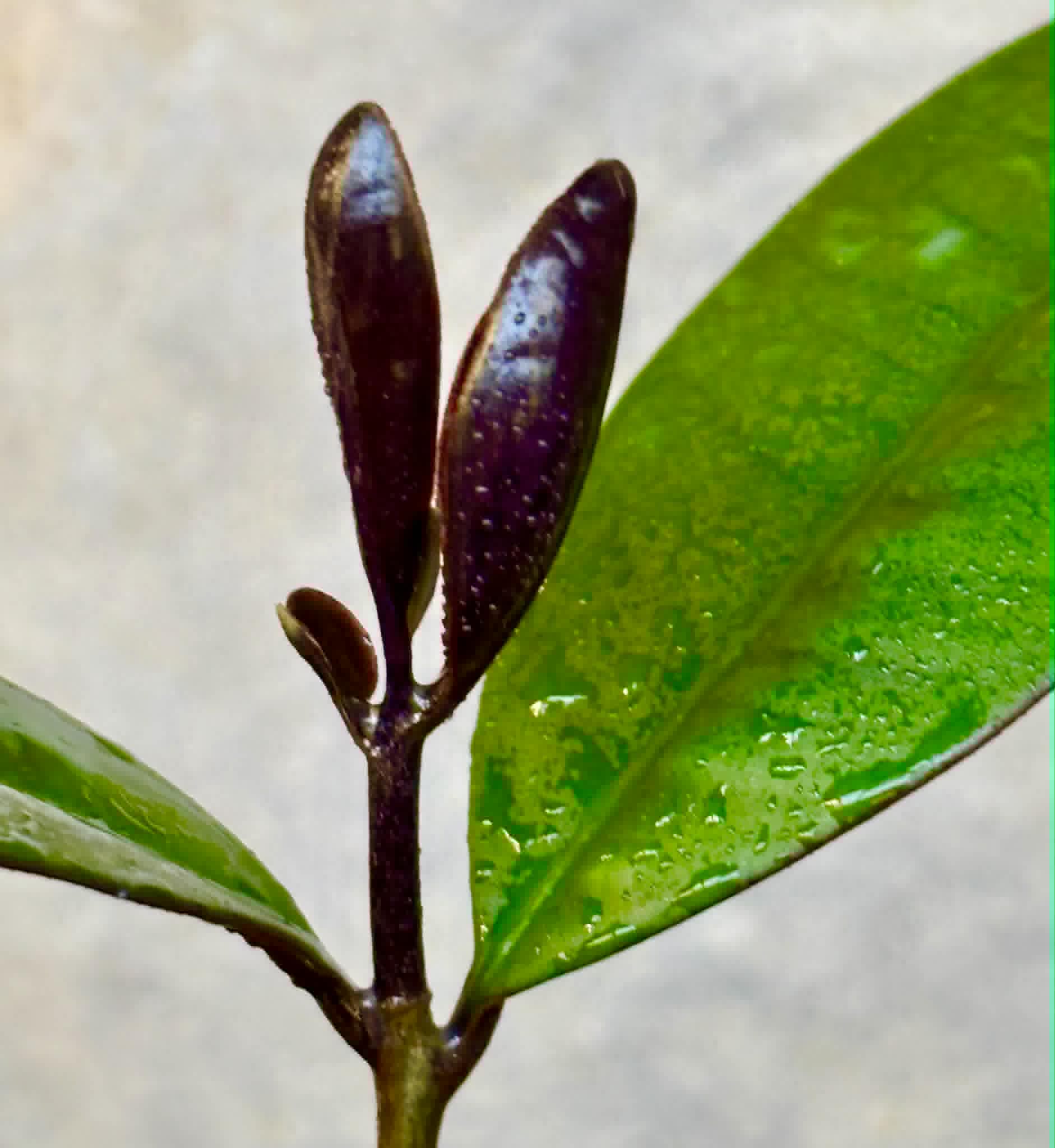Eugenia sp Essencia negra - 1 potted seedling / 1 getopfter Sämling