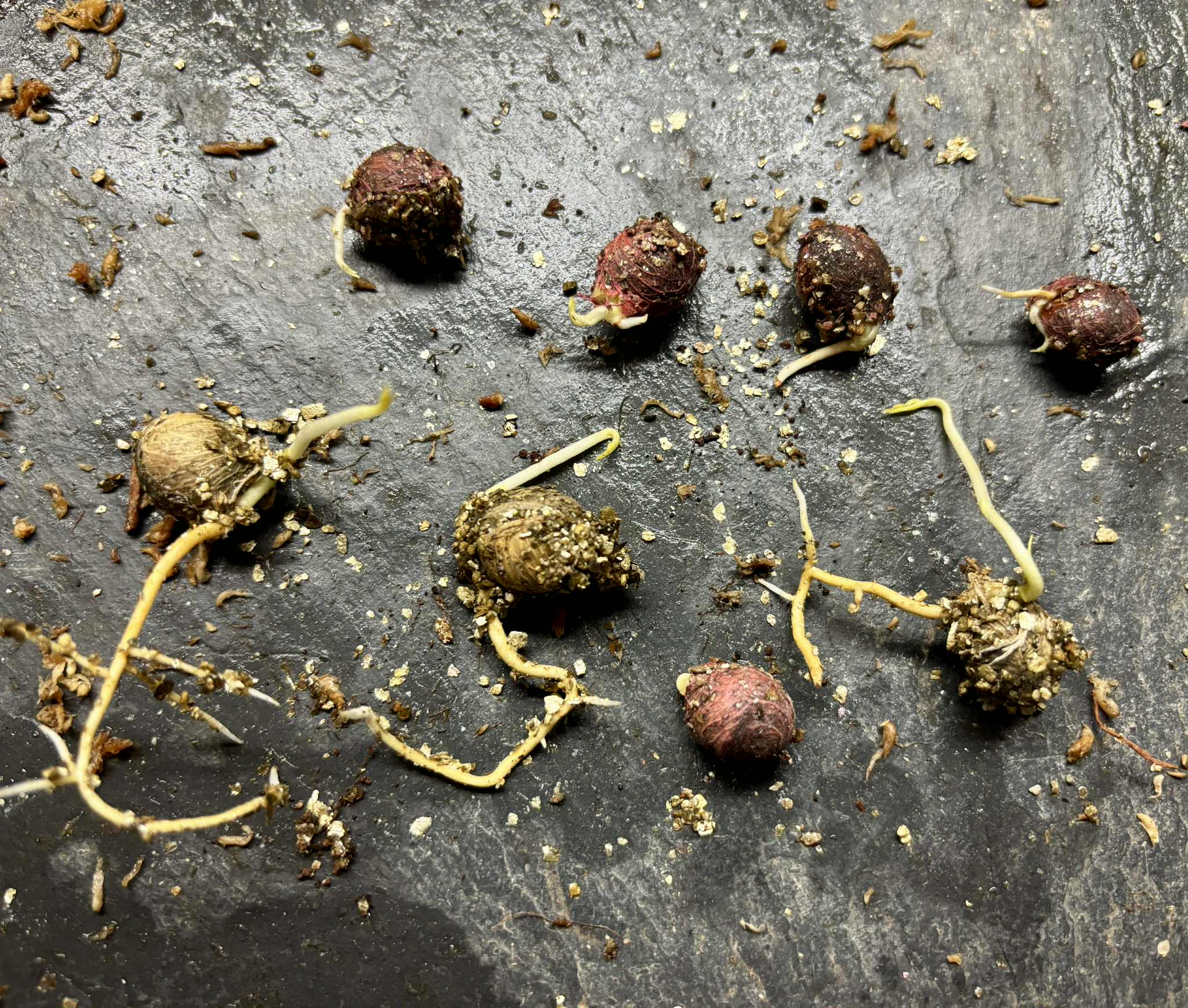 Wooly Leaved Sapote (Casimiroa tetrameria)  -  1 germinated seed / 1 gekeimter Samen Wooly Leaved Sapote (Casimiroa tetrameria)  -  1 germinated seed / 1 gekeimter Samen
