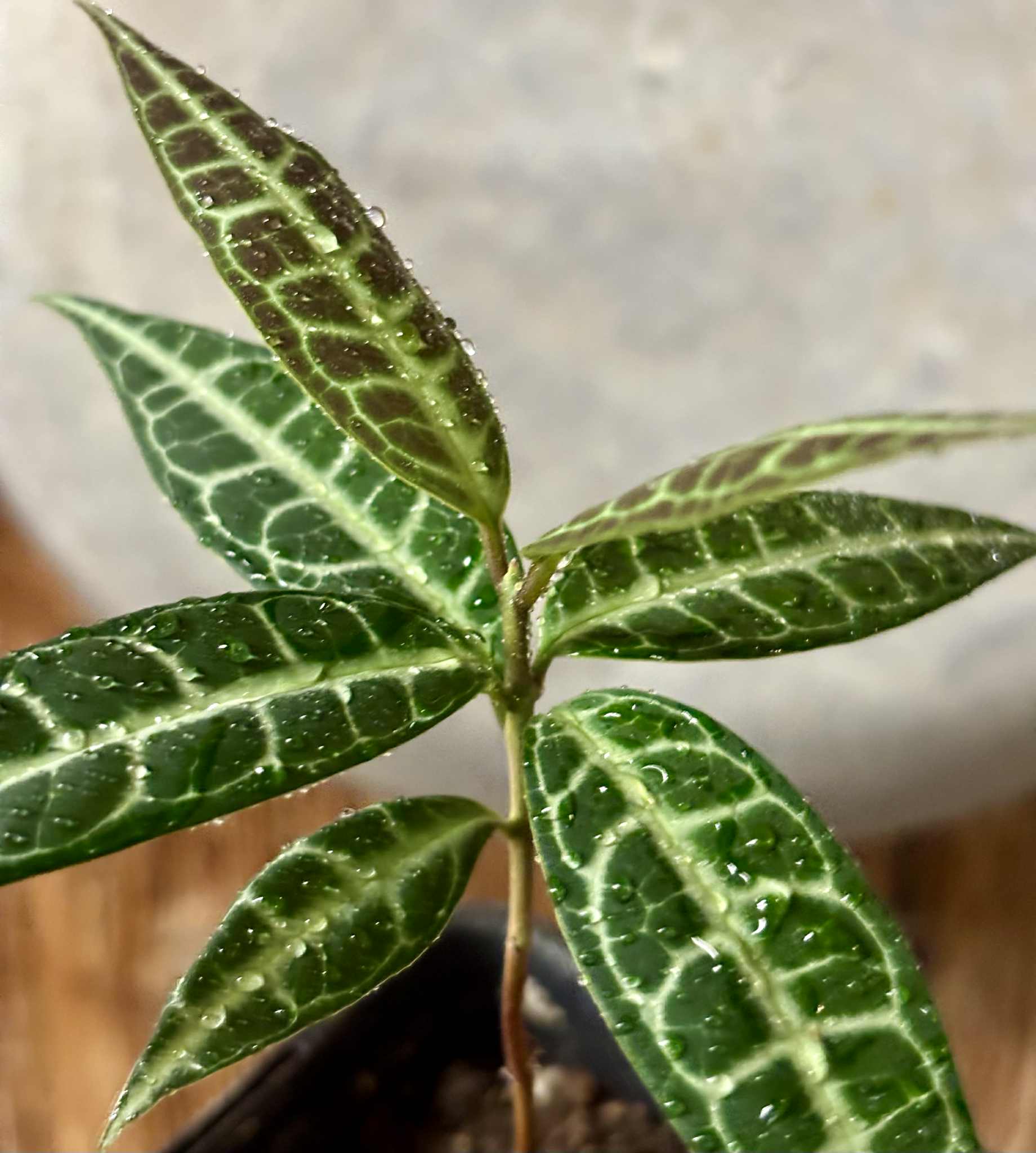 Eugenia sp Labisia -  1 potted seedling / 1 getopfter Sämling