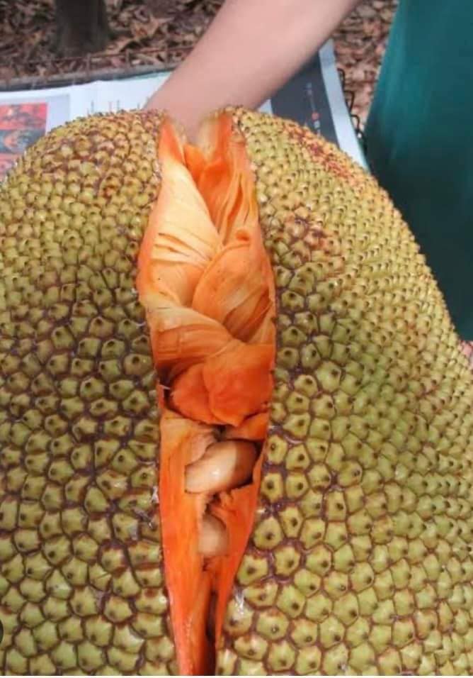 3 years old - Red Jackfruit (Artocarpus heterophyllus) - 1 pottet plant, 1 getopfte Pflanze