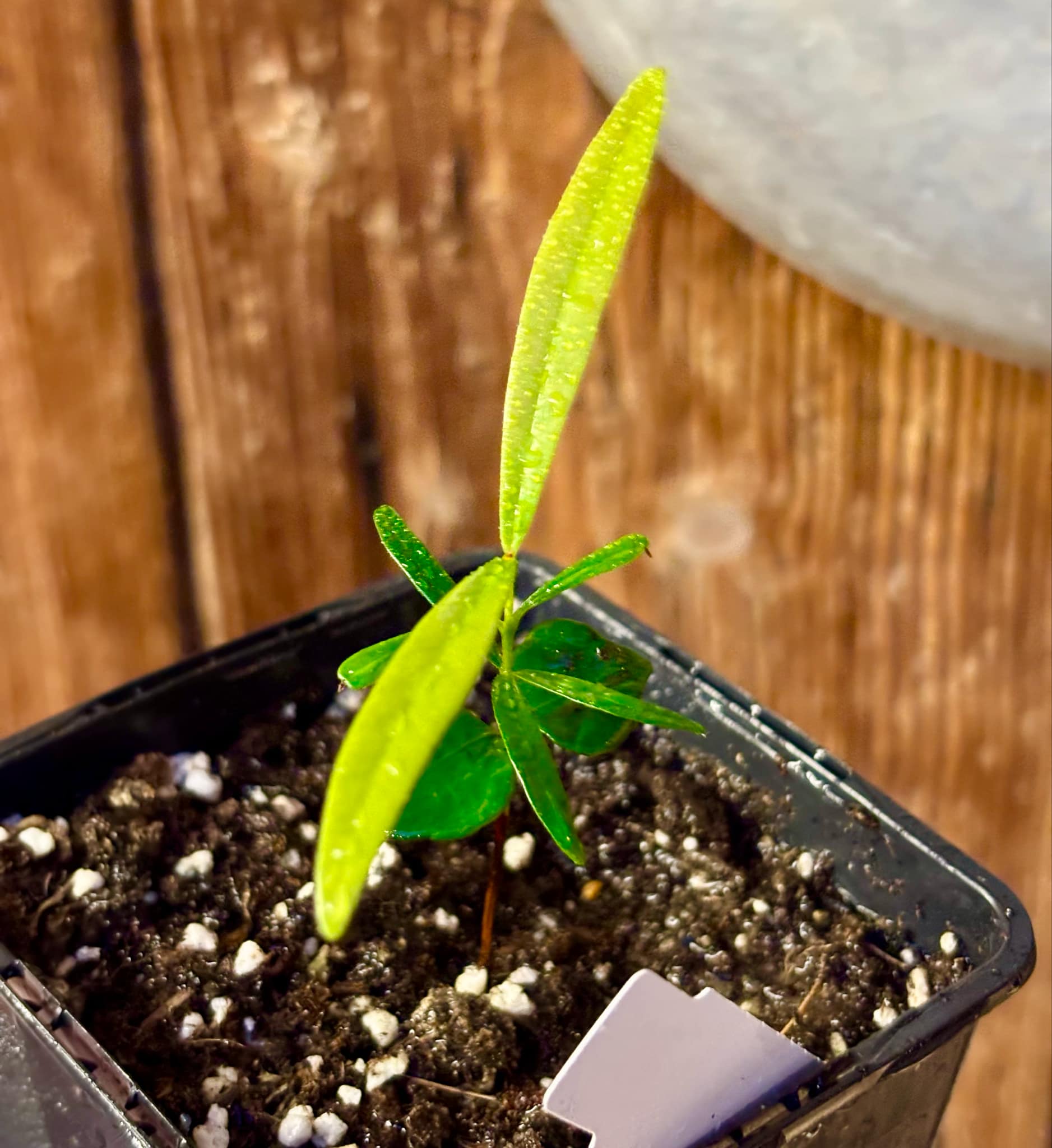 Myrcia luschnathiana -  1 small potted seedling / 1 kleiner, getopfter Sämling