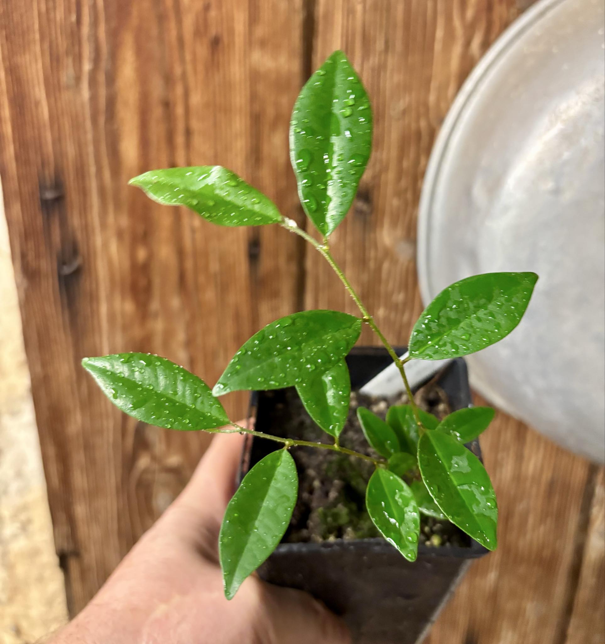 Chrysophyllum arenarium - Ameixa do Nordeste - 1 potted plant / 1 getopfte Pflanze