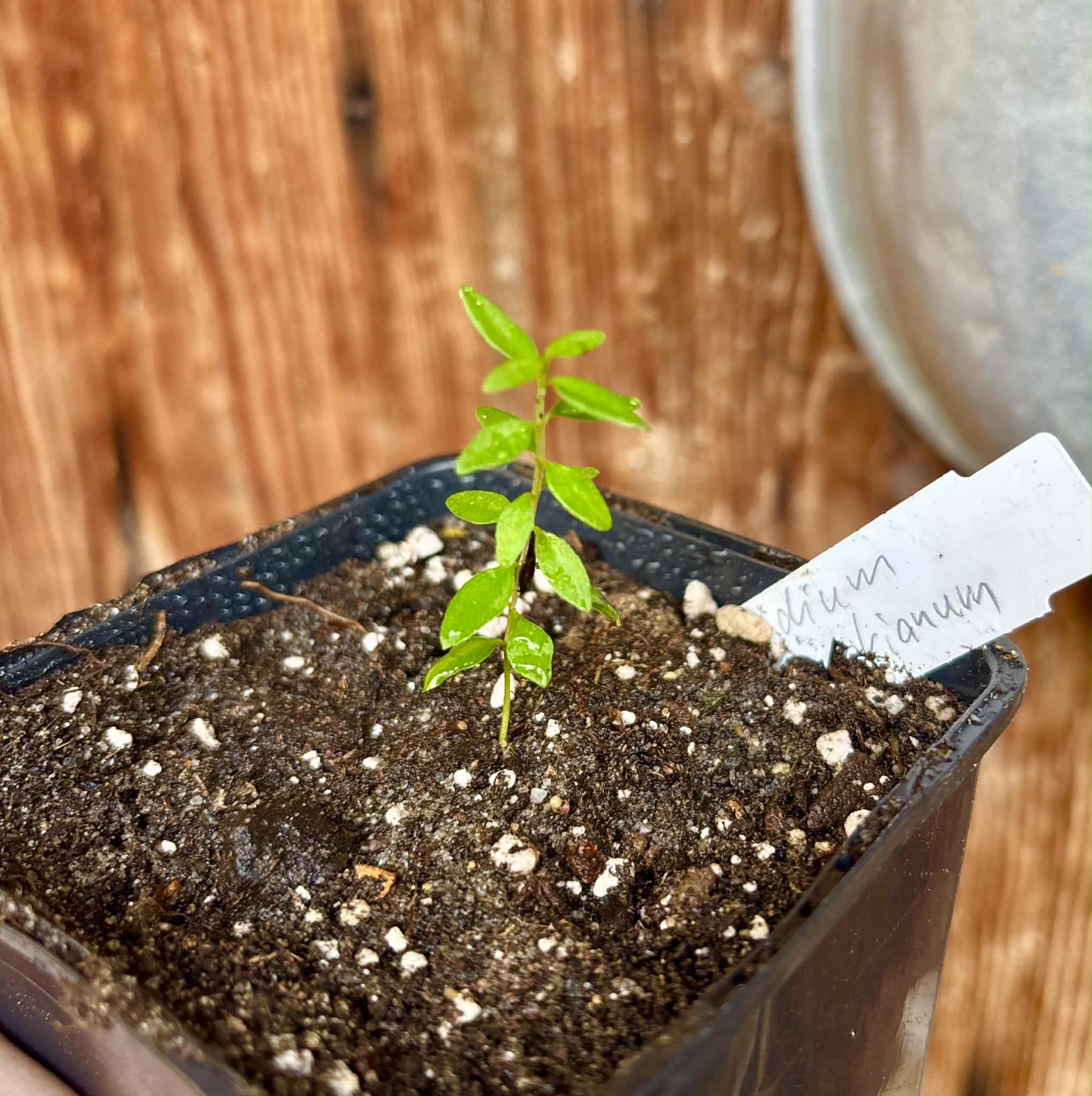 Psidium schenckianum - 1 potted seedling / 1 getopfter Sämling