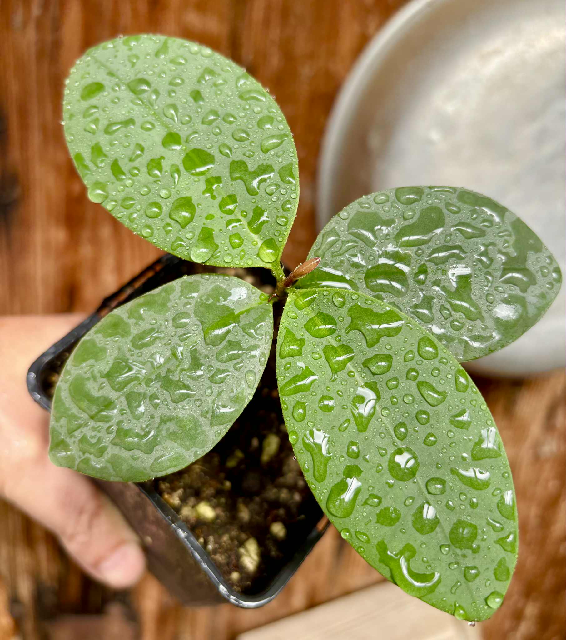 Eugenia sp Unana -  1 potted seedling / 1 getopfter Sämling