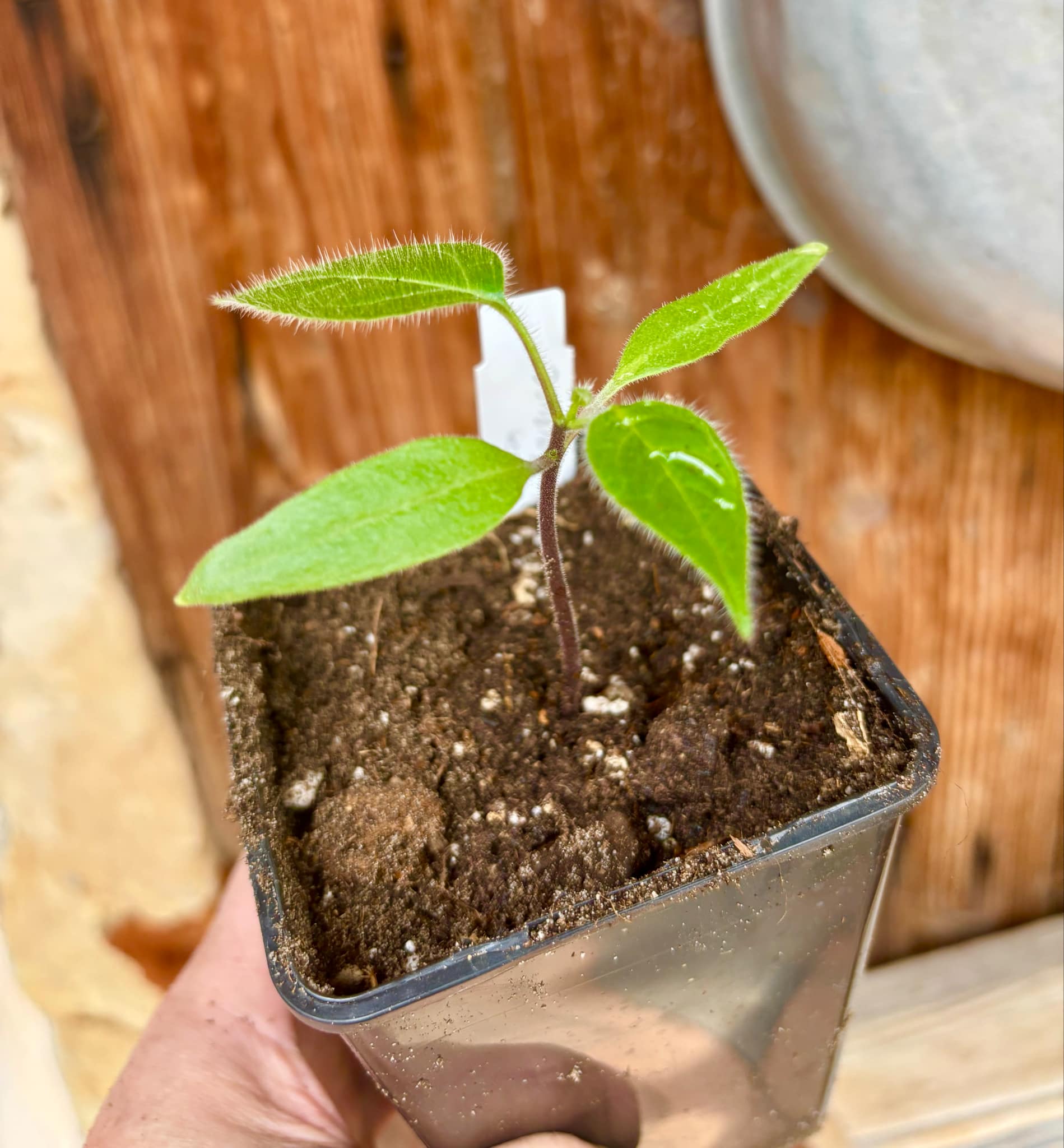 Solanum sibundoyense - 1 small potted seedling / 1 kleiner, getopfter Sämling
