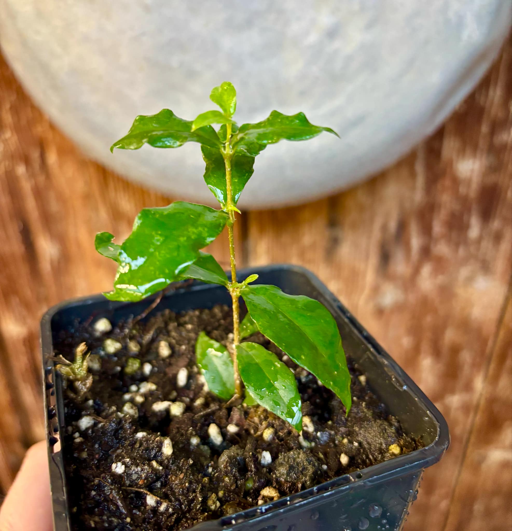 Acerola (Malpighia glabra) Nr. 2 - 1 potted rooted cutting / 1 getopfter, bewurzelter Steckling Acerola (Malpighia glabra) Nr. 2 - 1 potted rooted cutting / 1 getopfter, bewurzelter Steckling
