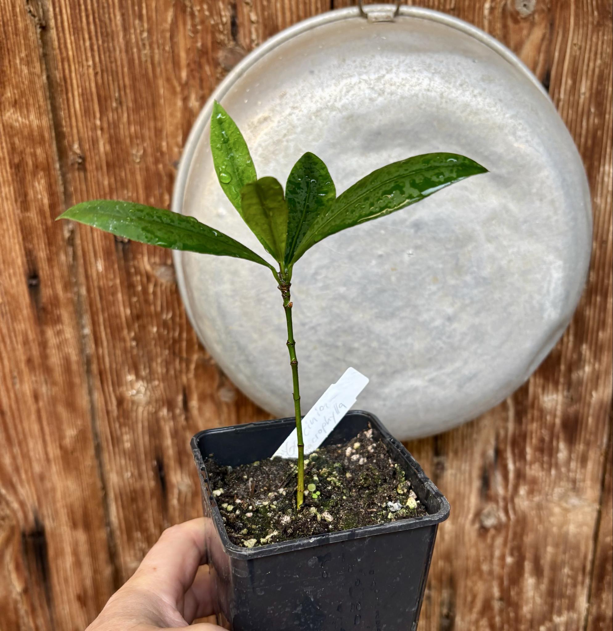 Garcinia macrophylla - 1 potted seedling / 1 getopfter Sämling