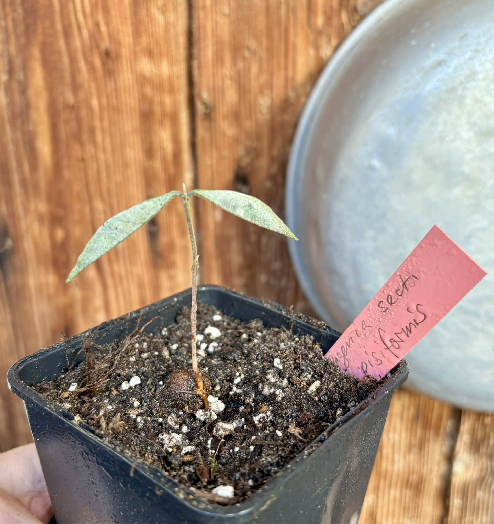 Eugenia sect. pisiformis var. Maruim - 1 potted seedling / 1 getopfter Sämling