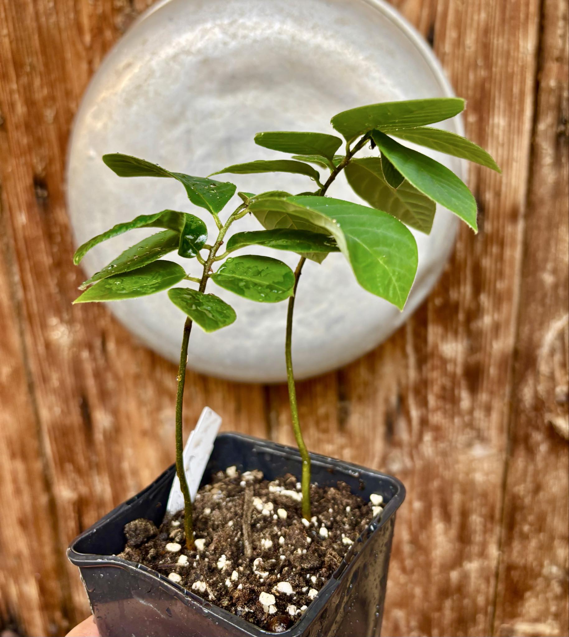 2 in 1 pot - Cherimoya var. Fino de Jete (Annona cherimola) - 1 potted plant / 1 getopfte Pflanze