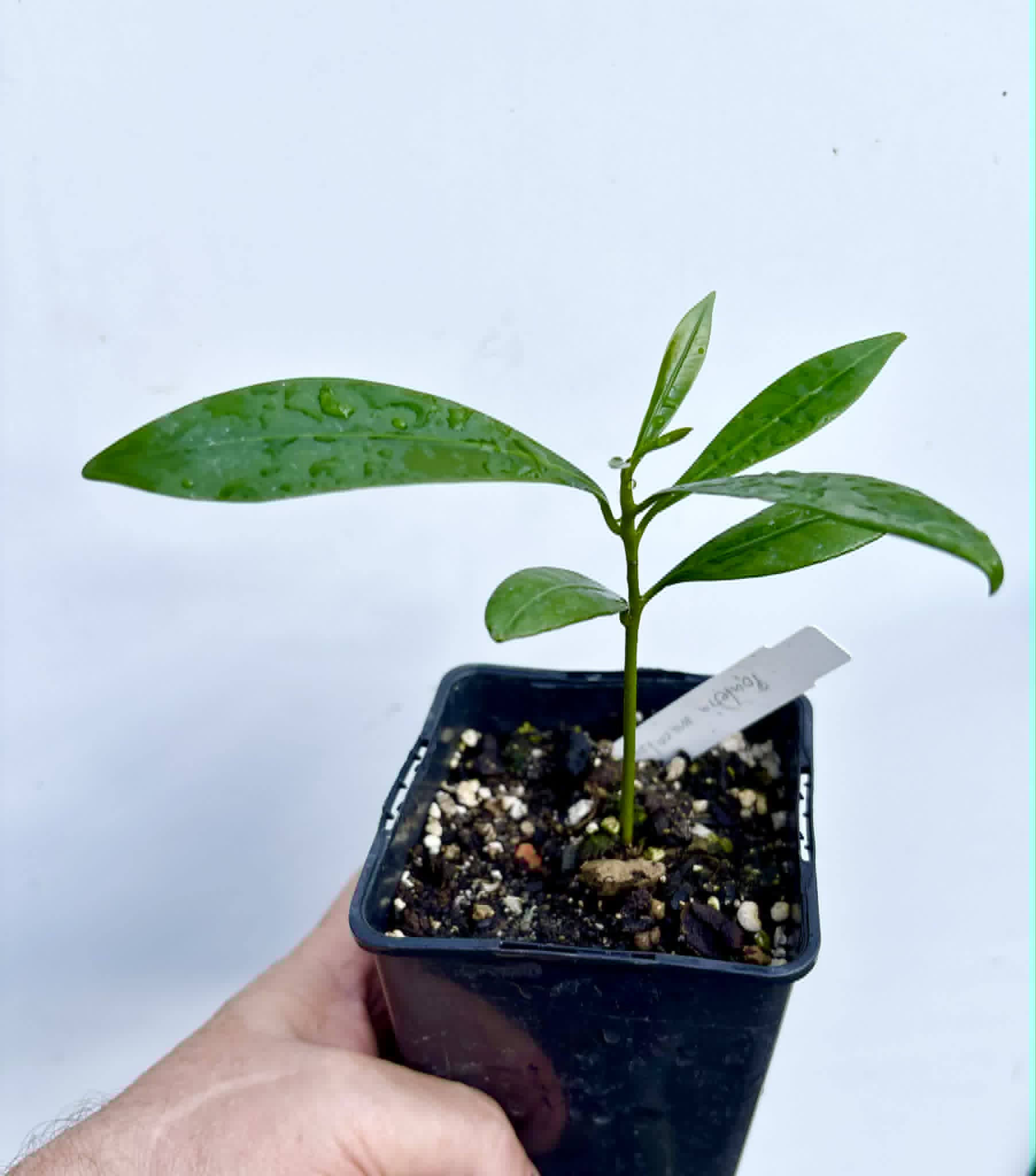 Pouteria macahensis - 1 potted seedling / 1 getopfter Sämling