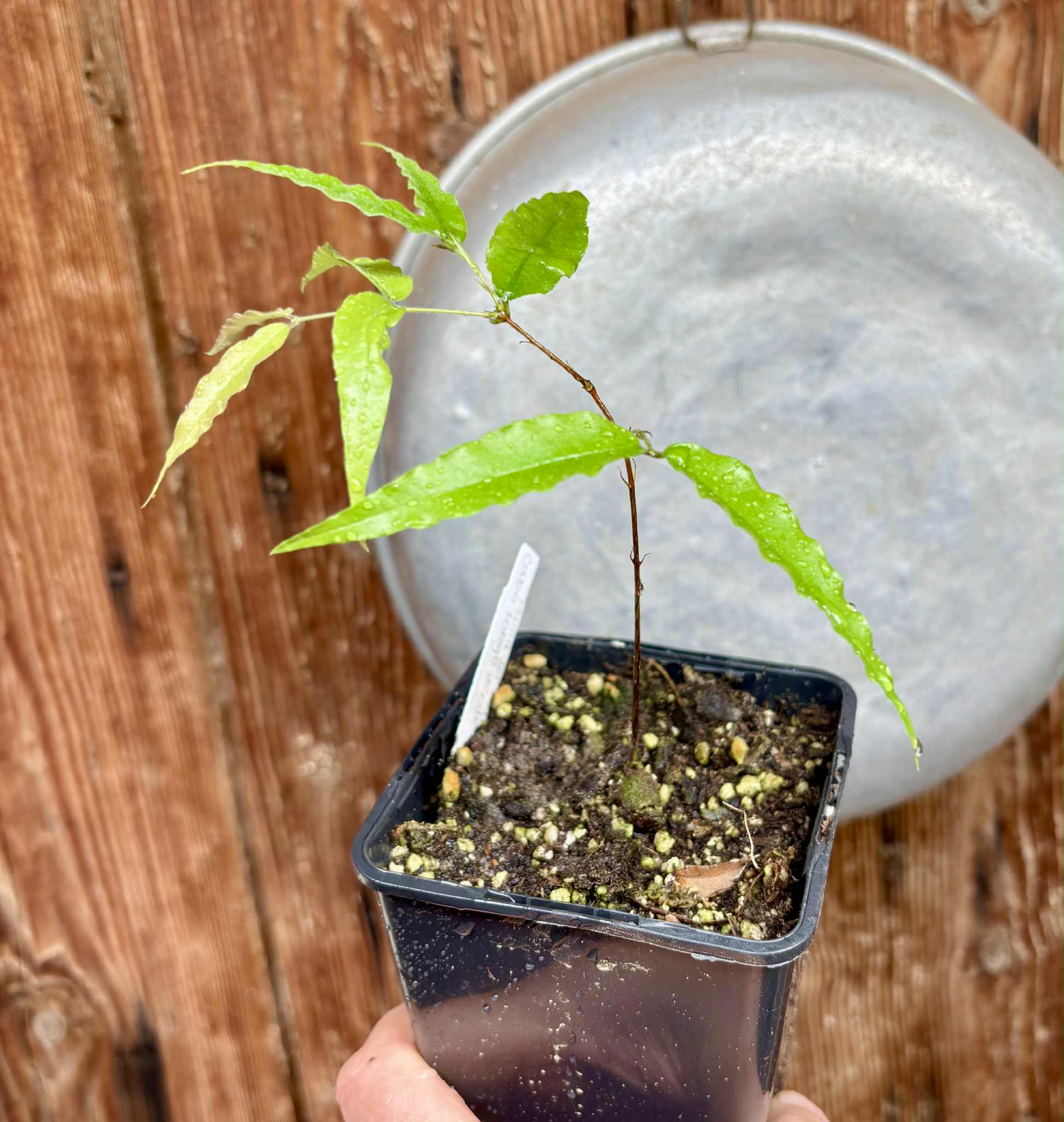 Plinia sp Rajada Cabo longo verde Tupinamba - Jaboticaba - 1 potted seedling / 1 getopfter Sämling Plinia sp Rajada Cabo longo verde Tupinamba - Jaboticaba - 1 potted seedling / 1 getopfter Sämling