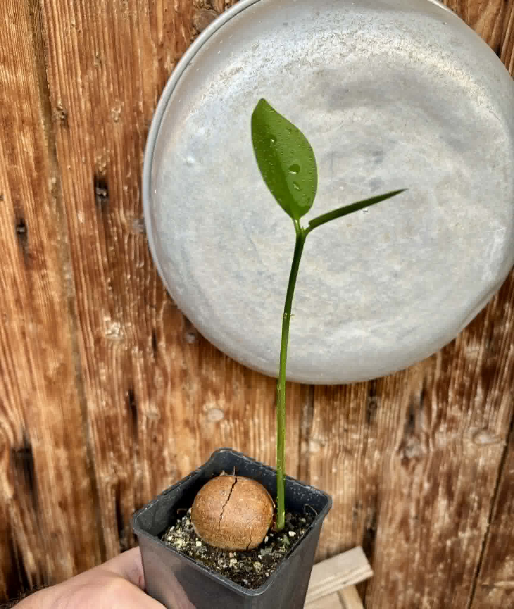 Eugenia sp BIG Conduru -  1 potted plant / 1 getopfte Pflanze