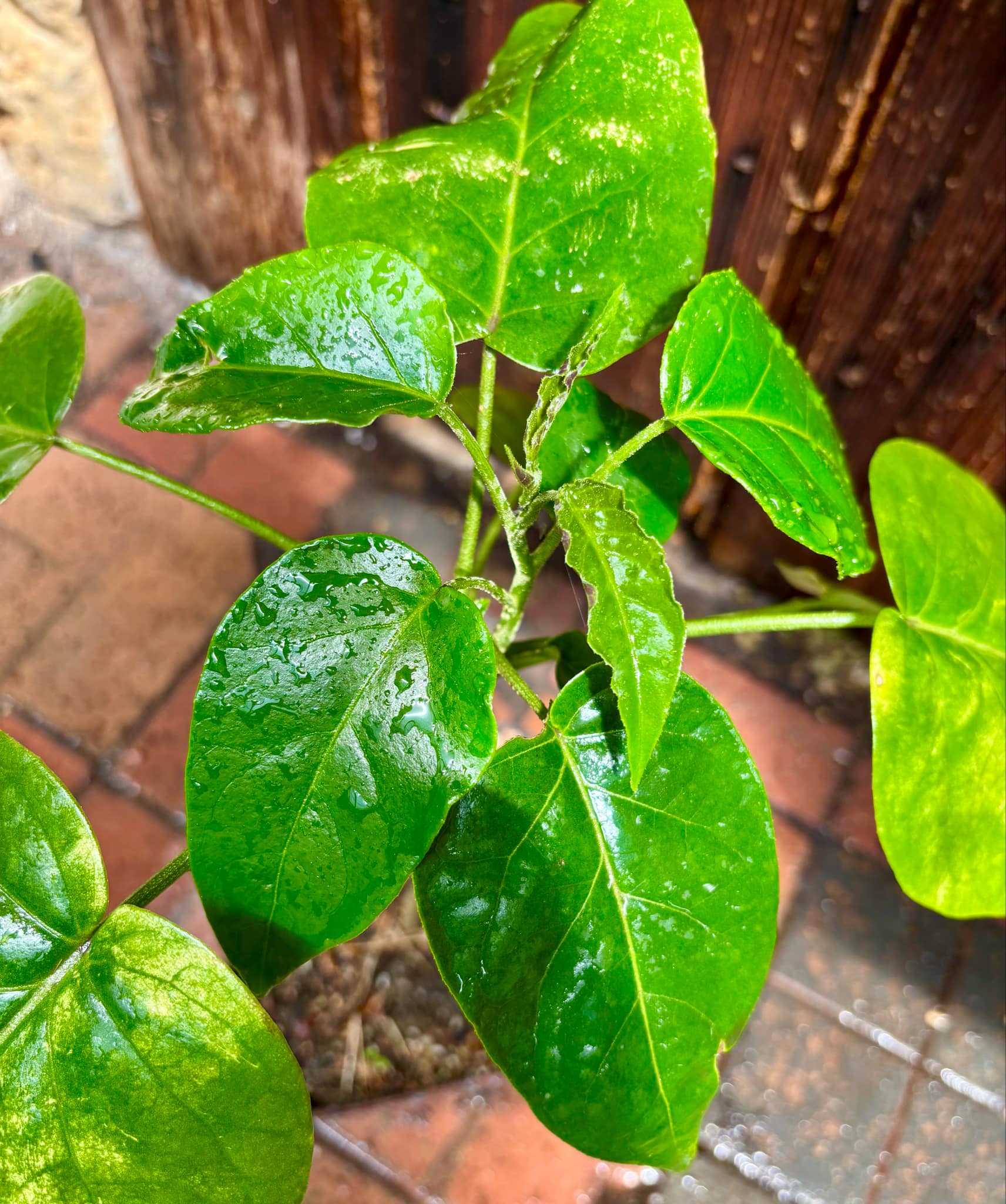 Guava Tamarillo (Solanum diploconos) - 1 potted plant / 1 getopfte Pflanze