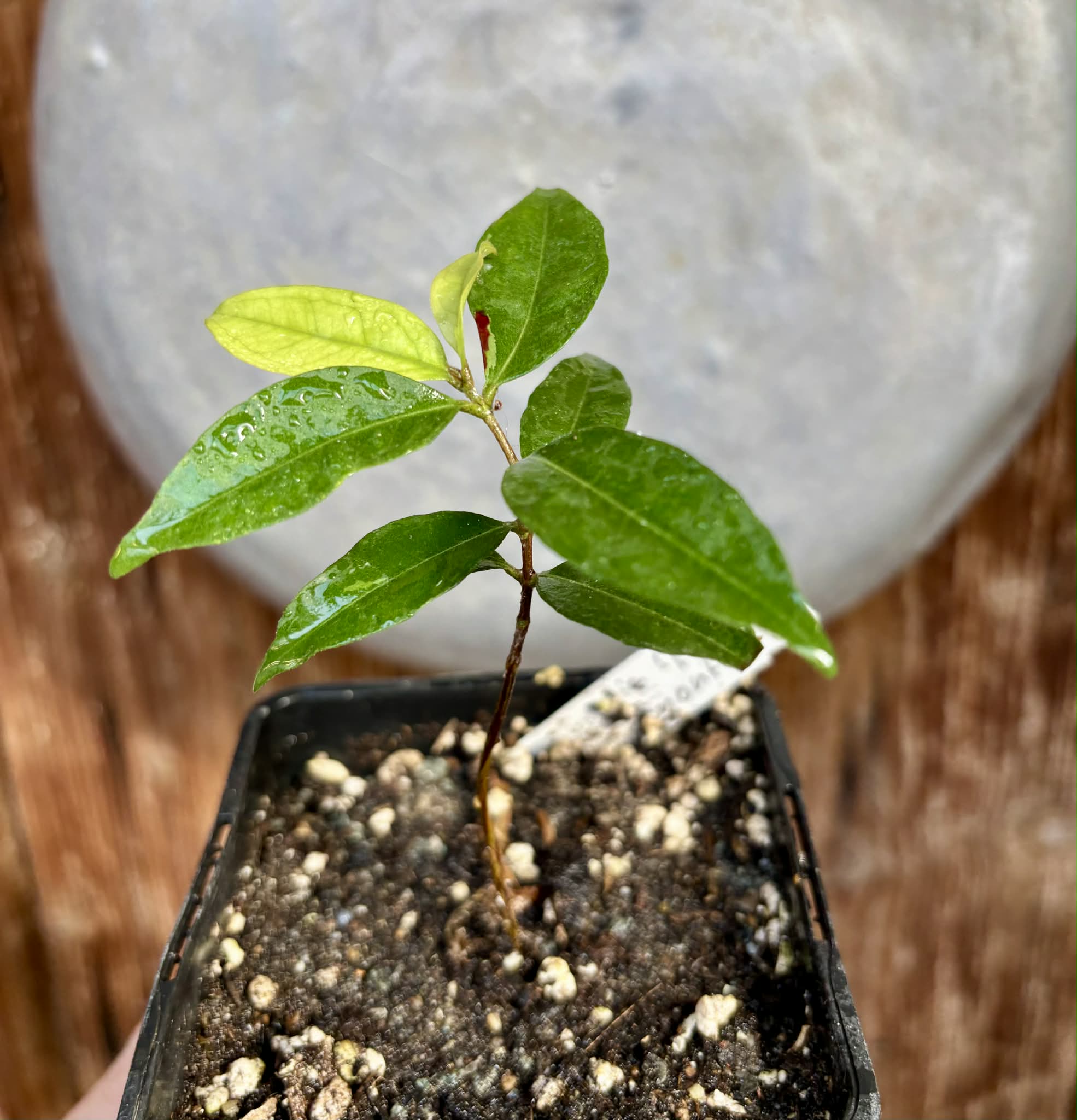 Eugenia sp Belmonte -  1 potted seedling / 1 getopfter Sämling