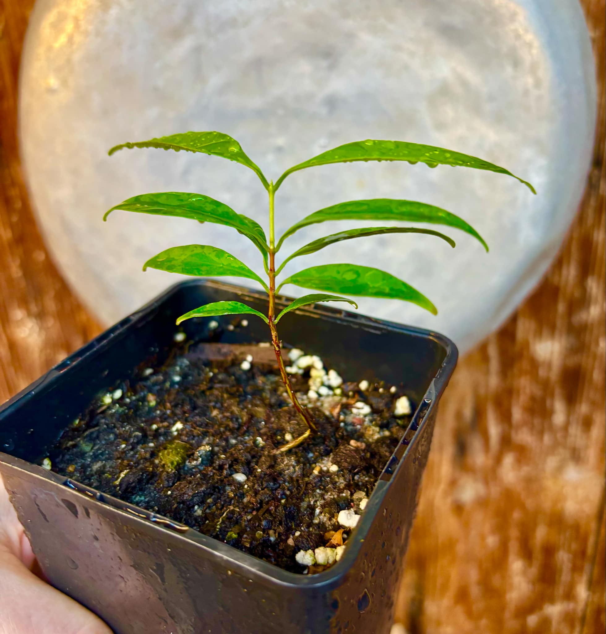 Eugenia punicifolia - 1 potted plant / 1 getopfte Pflanze
