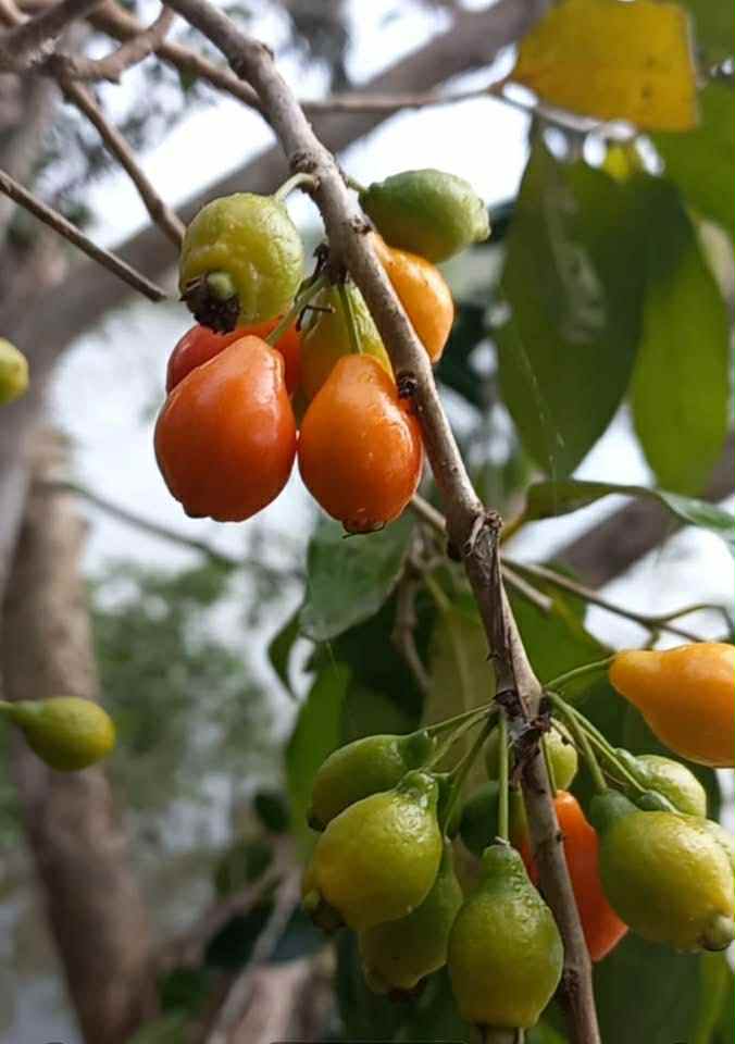 Mirinda (Eugenia sp Laranja do Rio de Janeiro) - 1 fresh seed / 1 frischer Samen