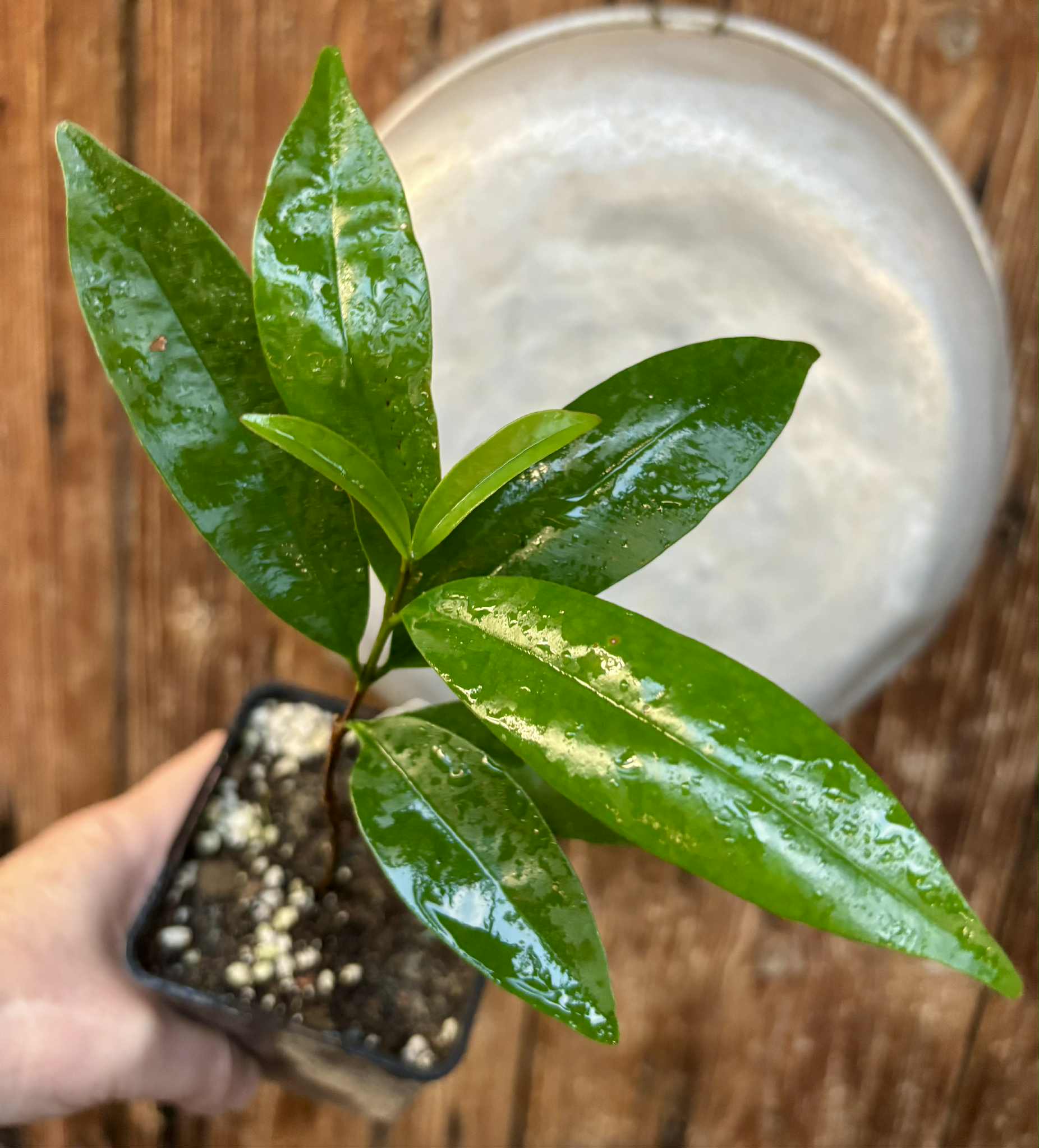Cereja Grande da Bahia (Eugenia sp) - 1 potted plant / 1 getopfte Pflanze