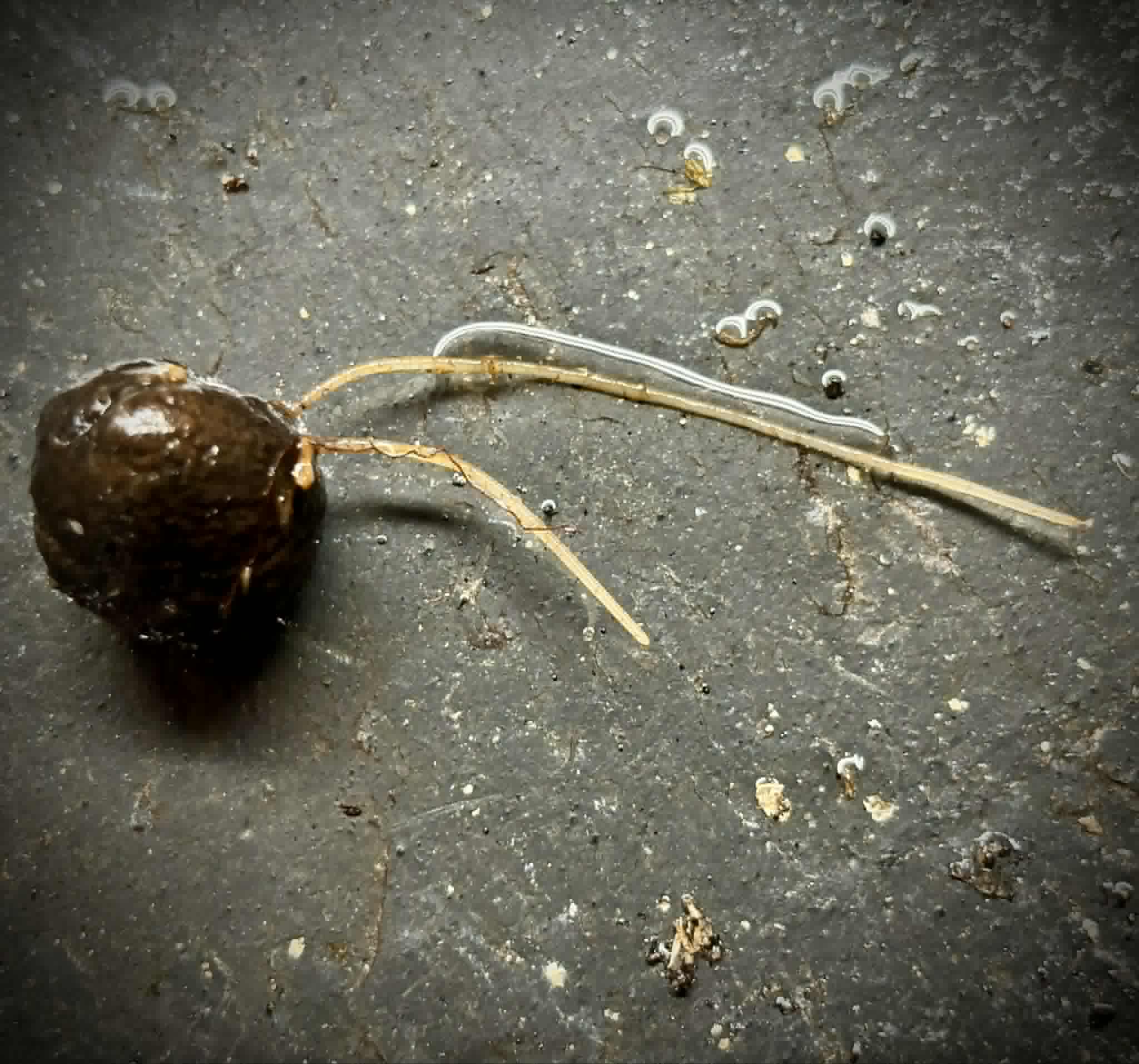 Cathedra sp Rondonia -  1 germinated seed / 1 gekeimter Samen