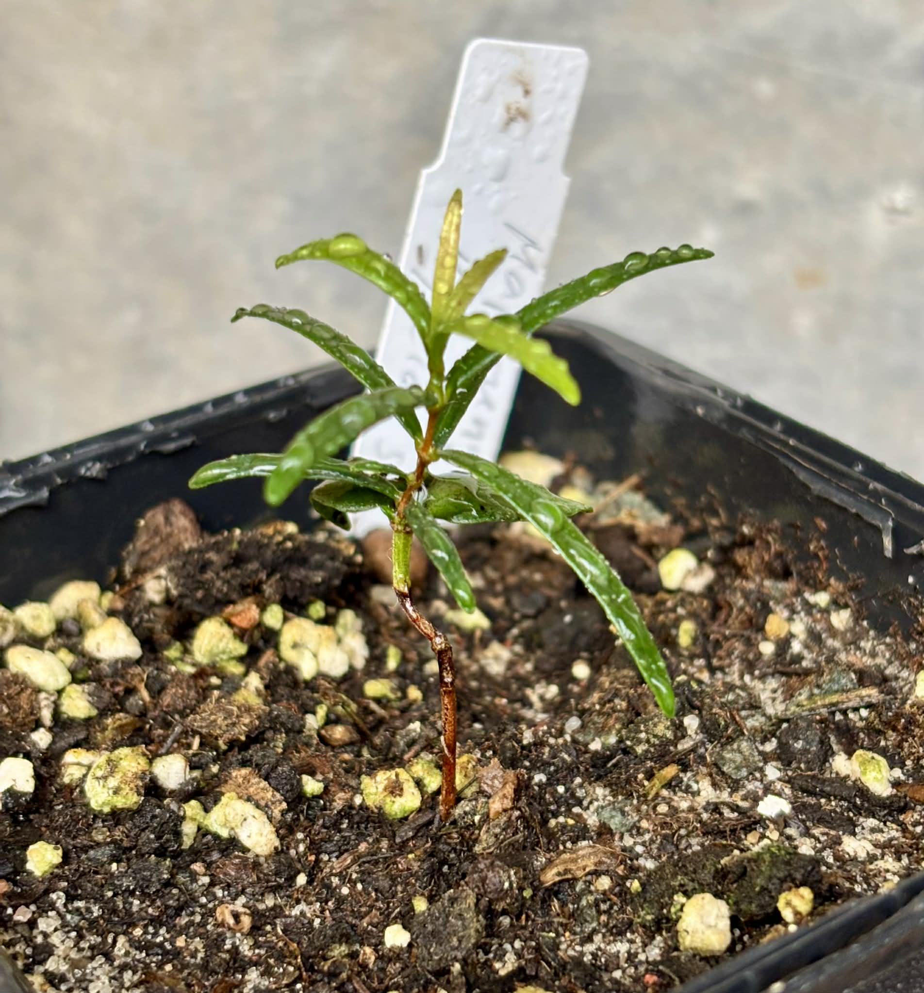 Mapirunga (Myrcia sp.)  - 1 small potted seedling / 1 kleiner, getopfter Sämling