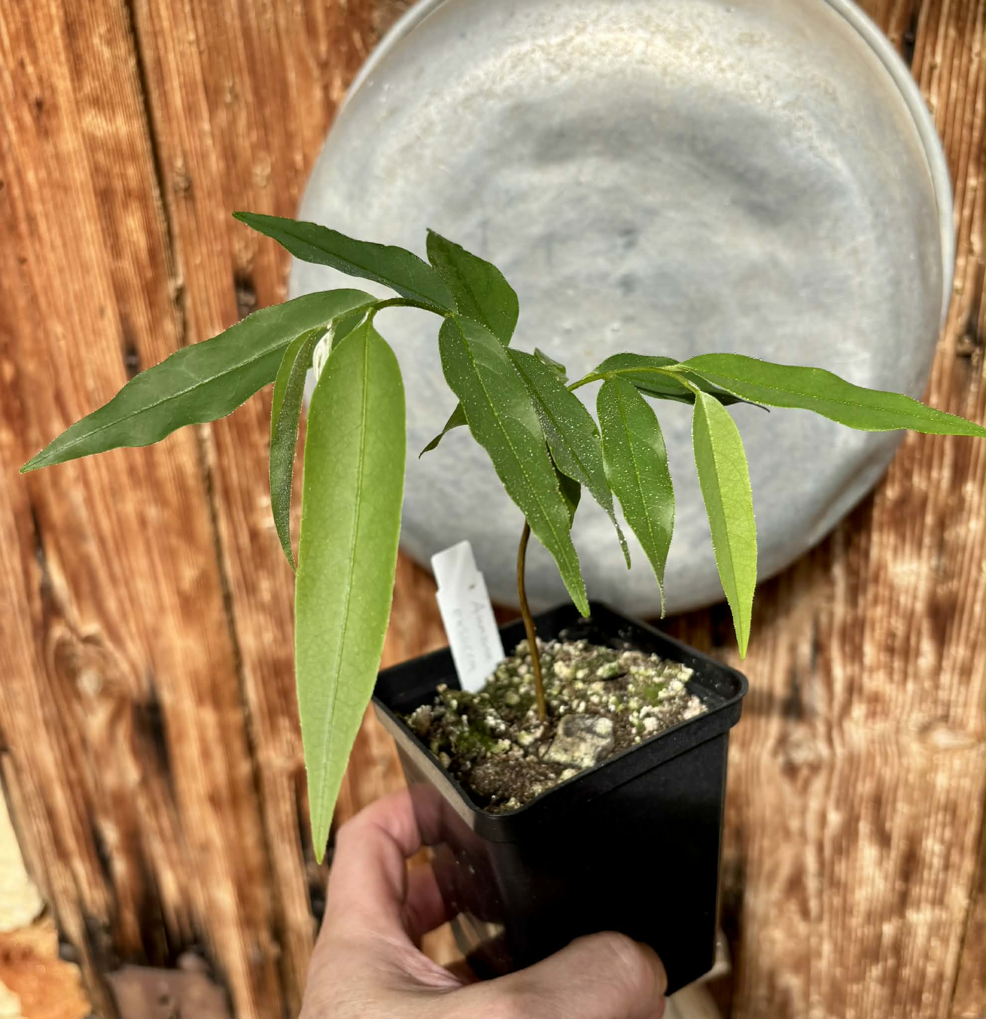 Annona exsucca - 1 potted plant / 1 getopfte Pflanze