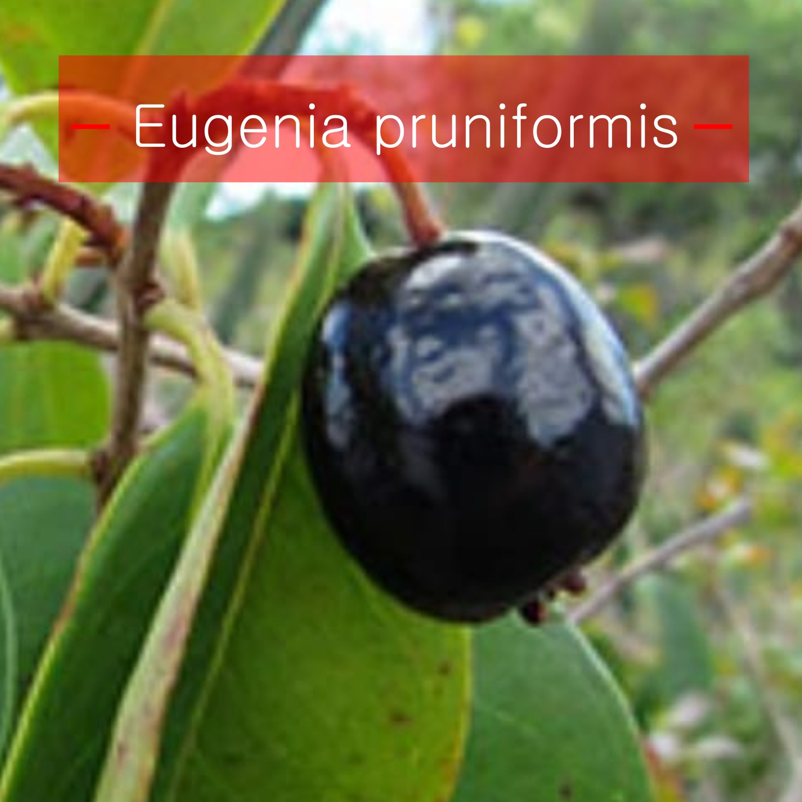 Eugenia pruniformis - 1 fresh seed / 1 frischer Samen