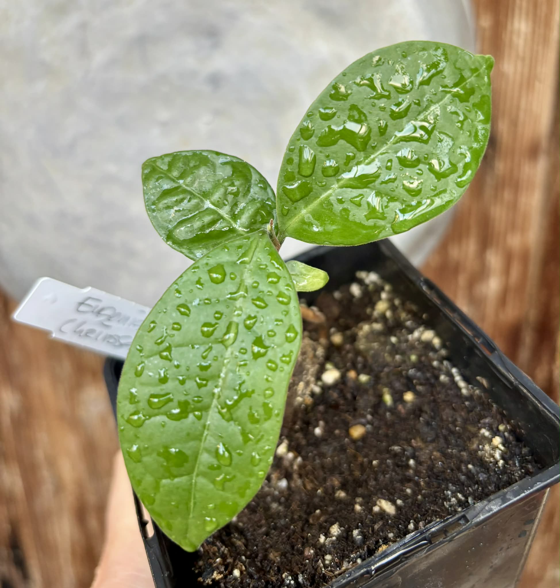 Eugenia sp Cheirosa Fruto Passado - 1 potted seedling / 1 getopfter Sämling