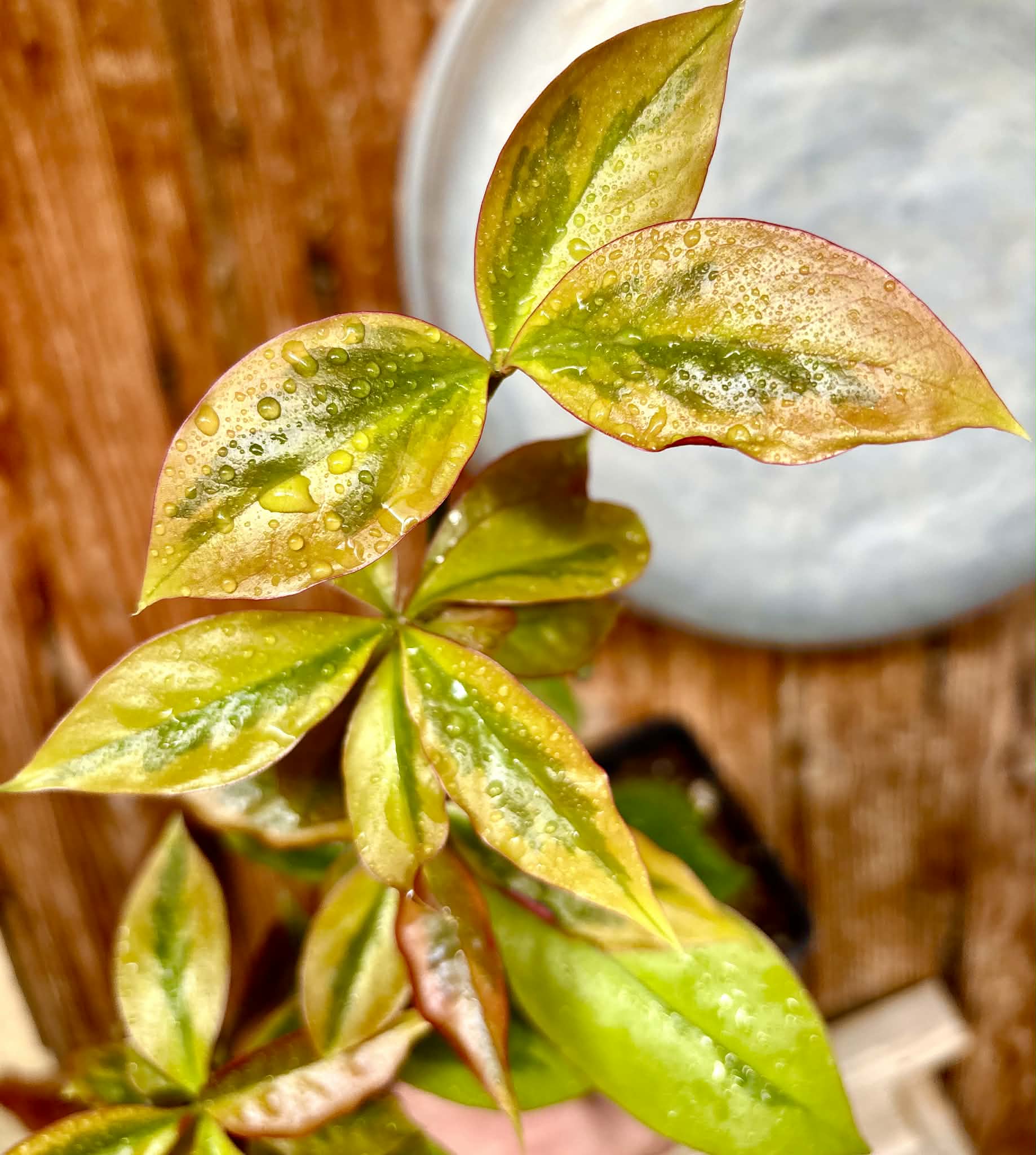 Variegated Barbados Gooseberry - (Pereskia aculeata) - 1 potted plant / 1 getopfte Pflanze