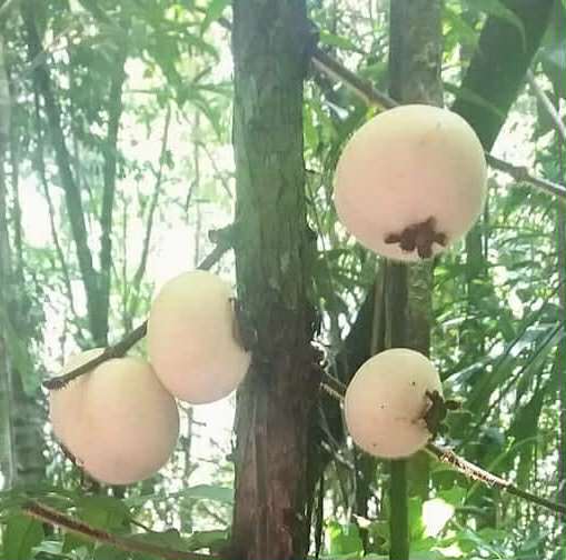 Plinia rara var. WHITE -  1 fresh seed / 1 frischer Samen