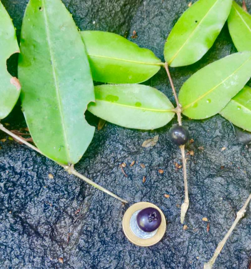 Mouriri myrtilloides - 1 germinated seed / 1 gekeimter Samen