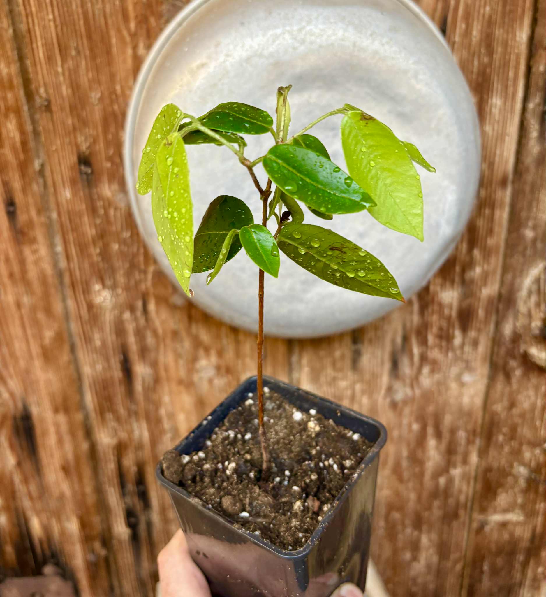 Cambuca (Plinia edulis) - 1 potted plant / 1 getopfte Pflanze
